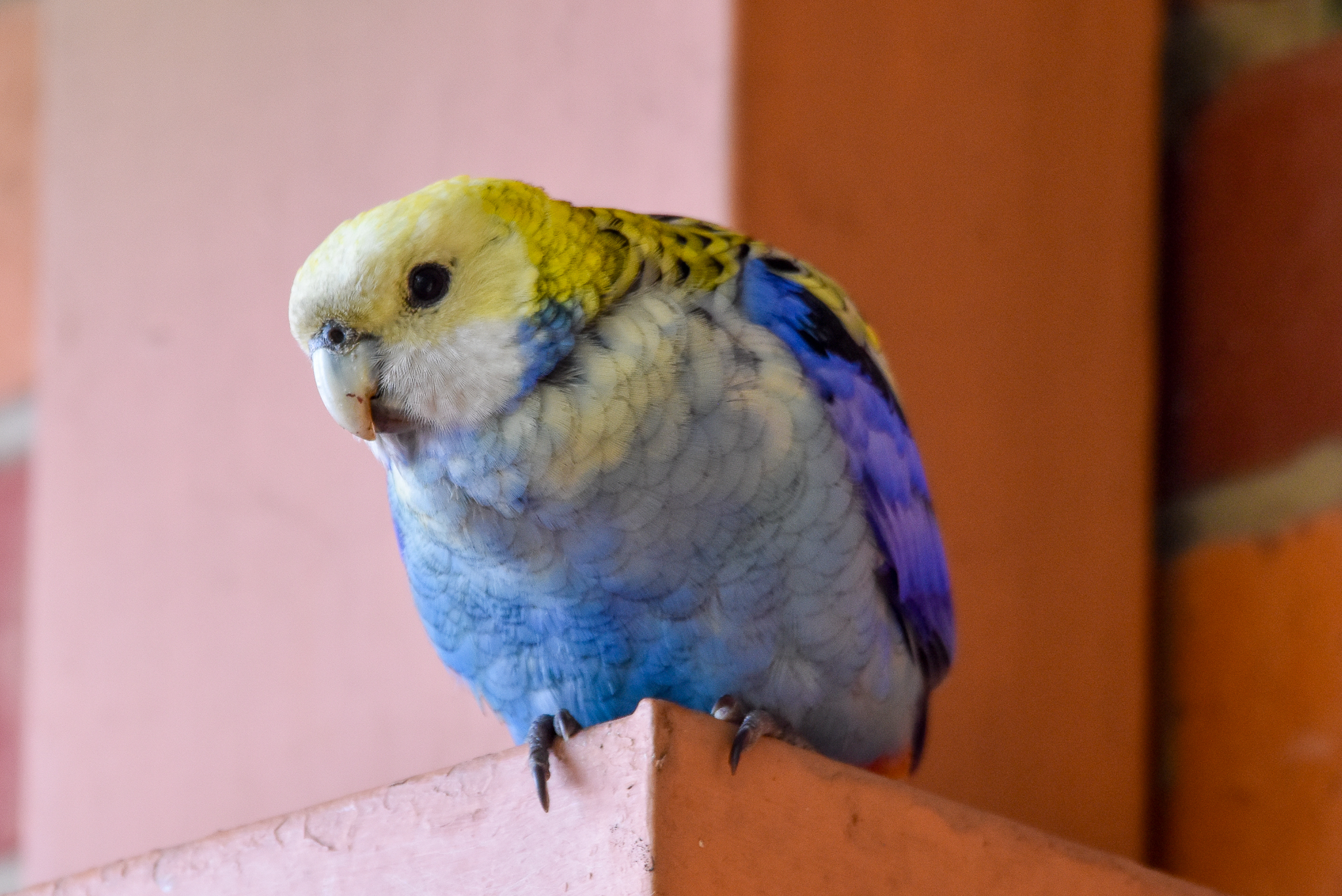 Pale-headed Rosella