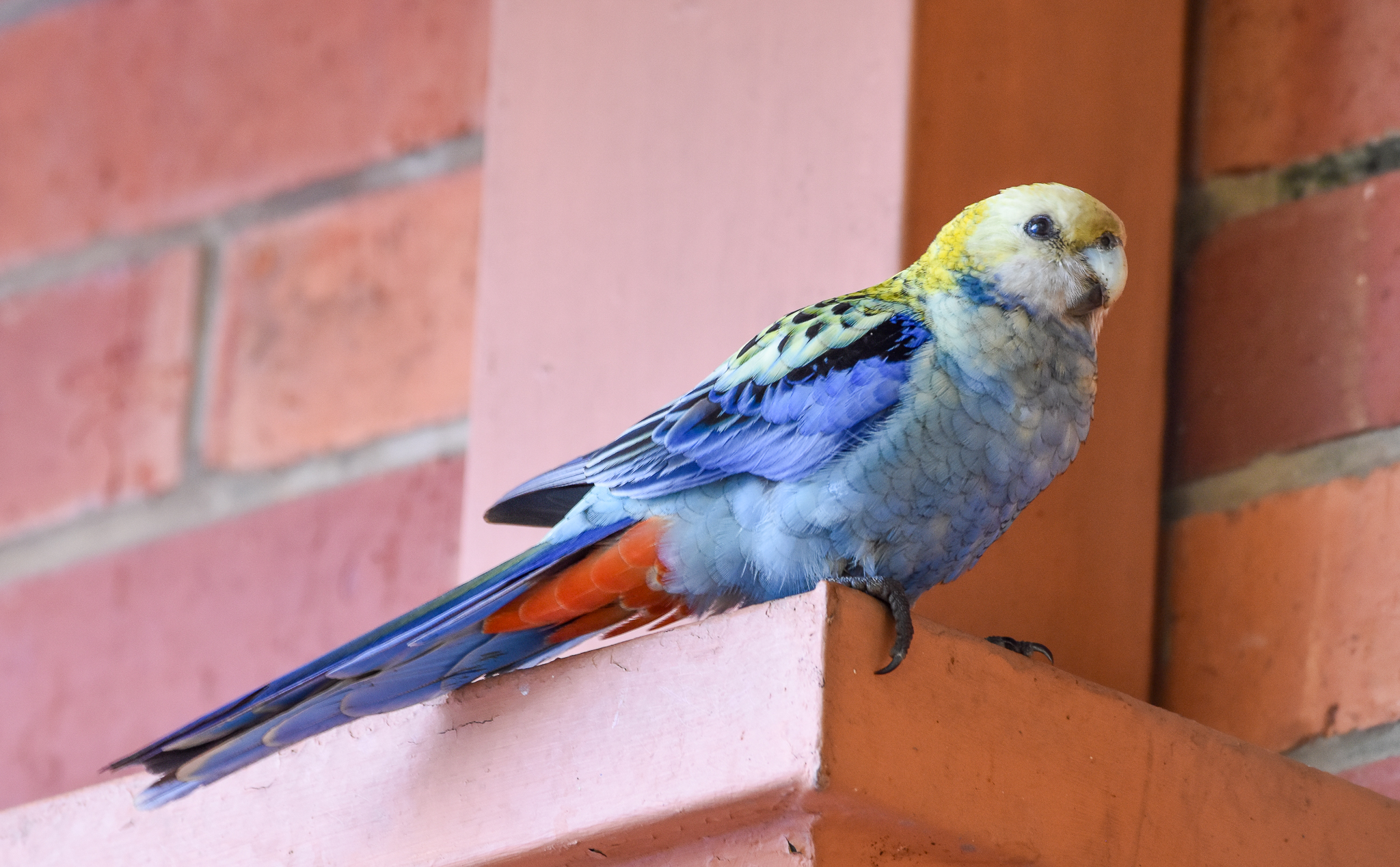 Pale-headed Rosella