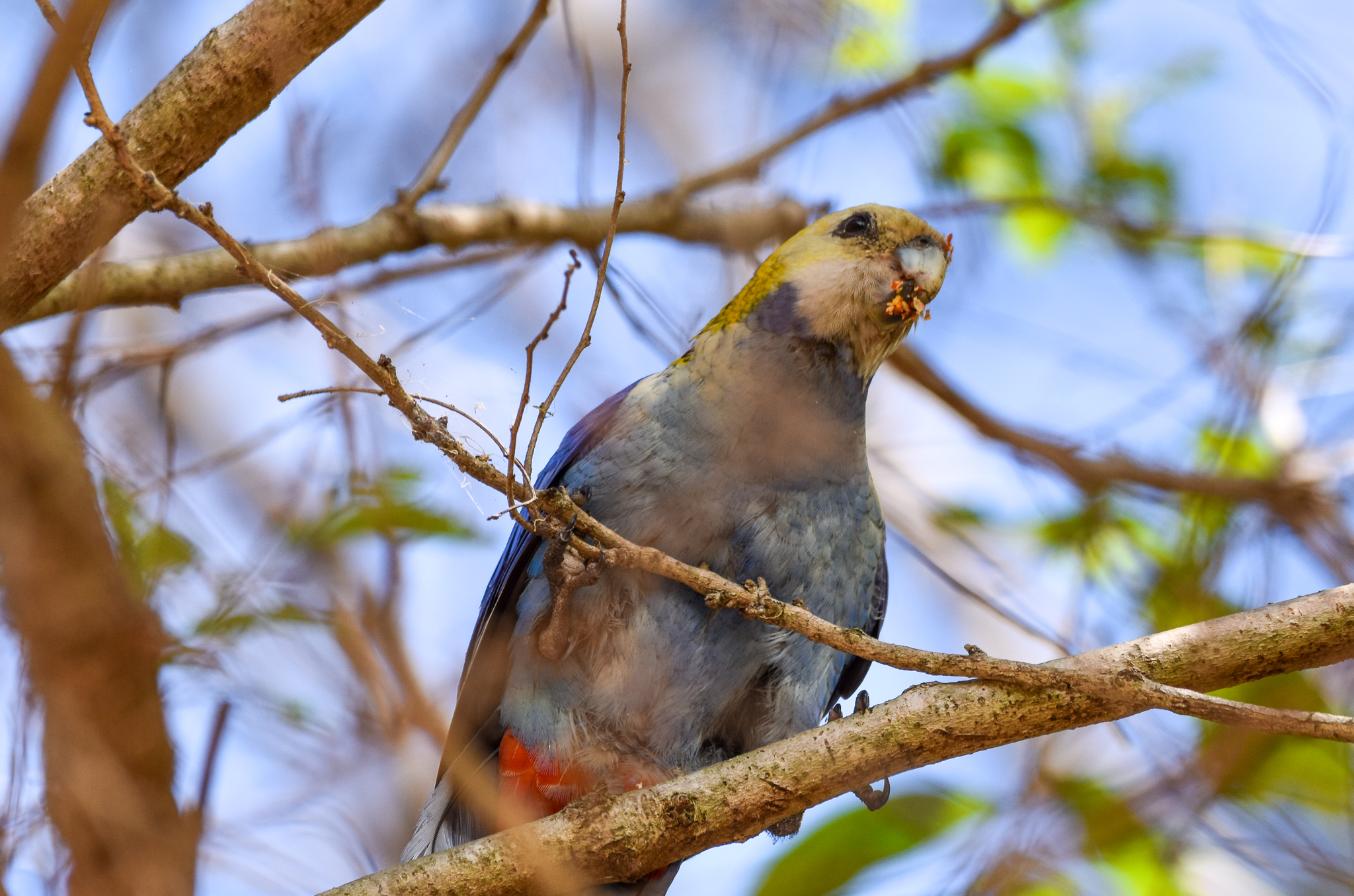 Pale-headed Rosella