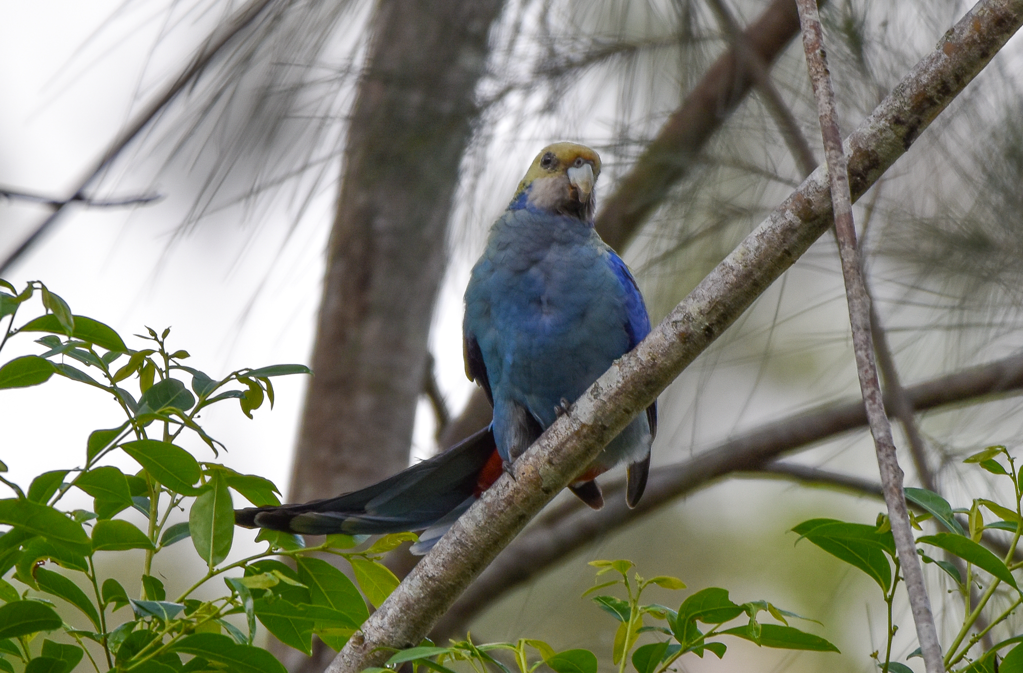 Pale-headed Rosella