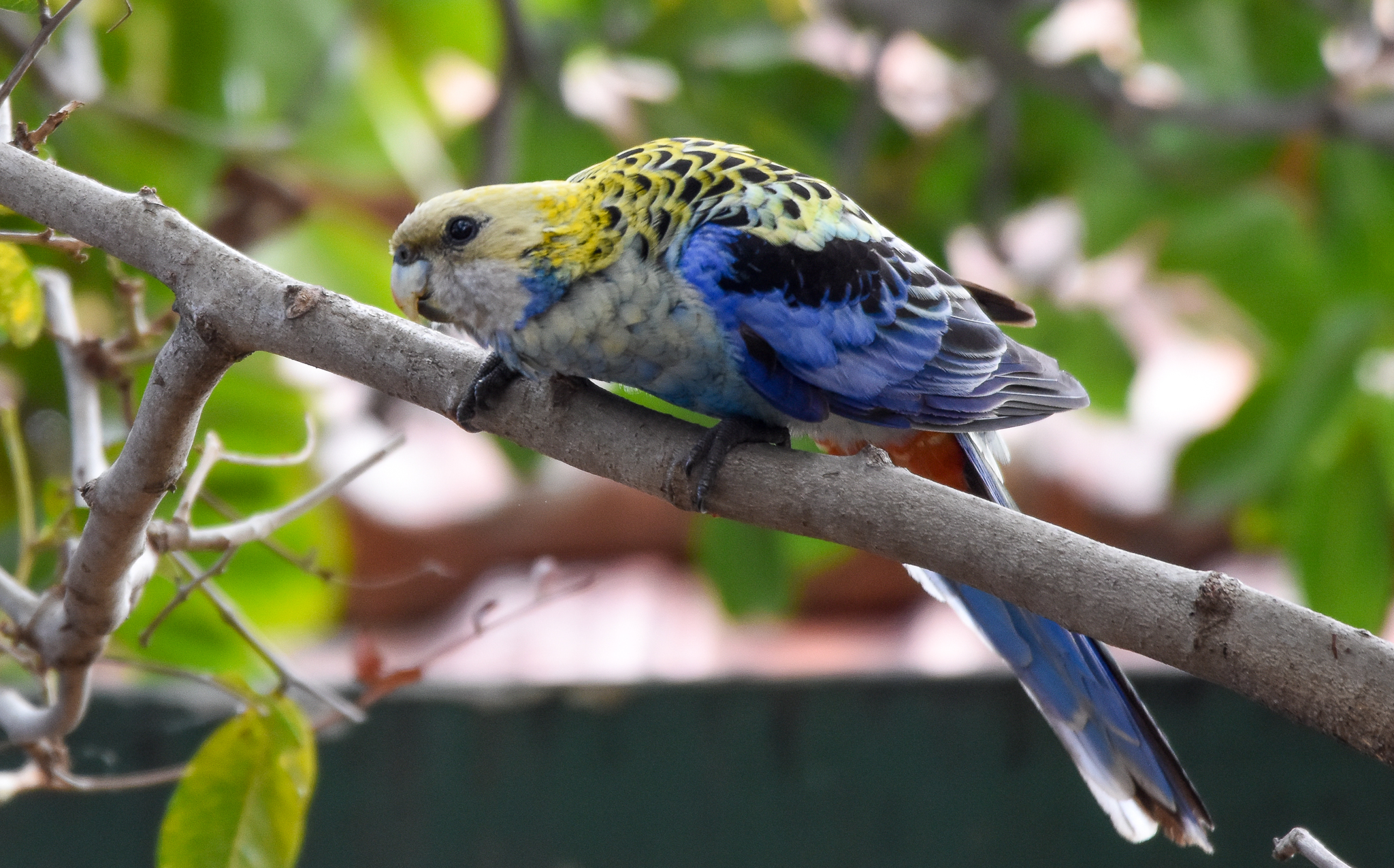 Pale-headed Rosella