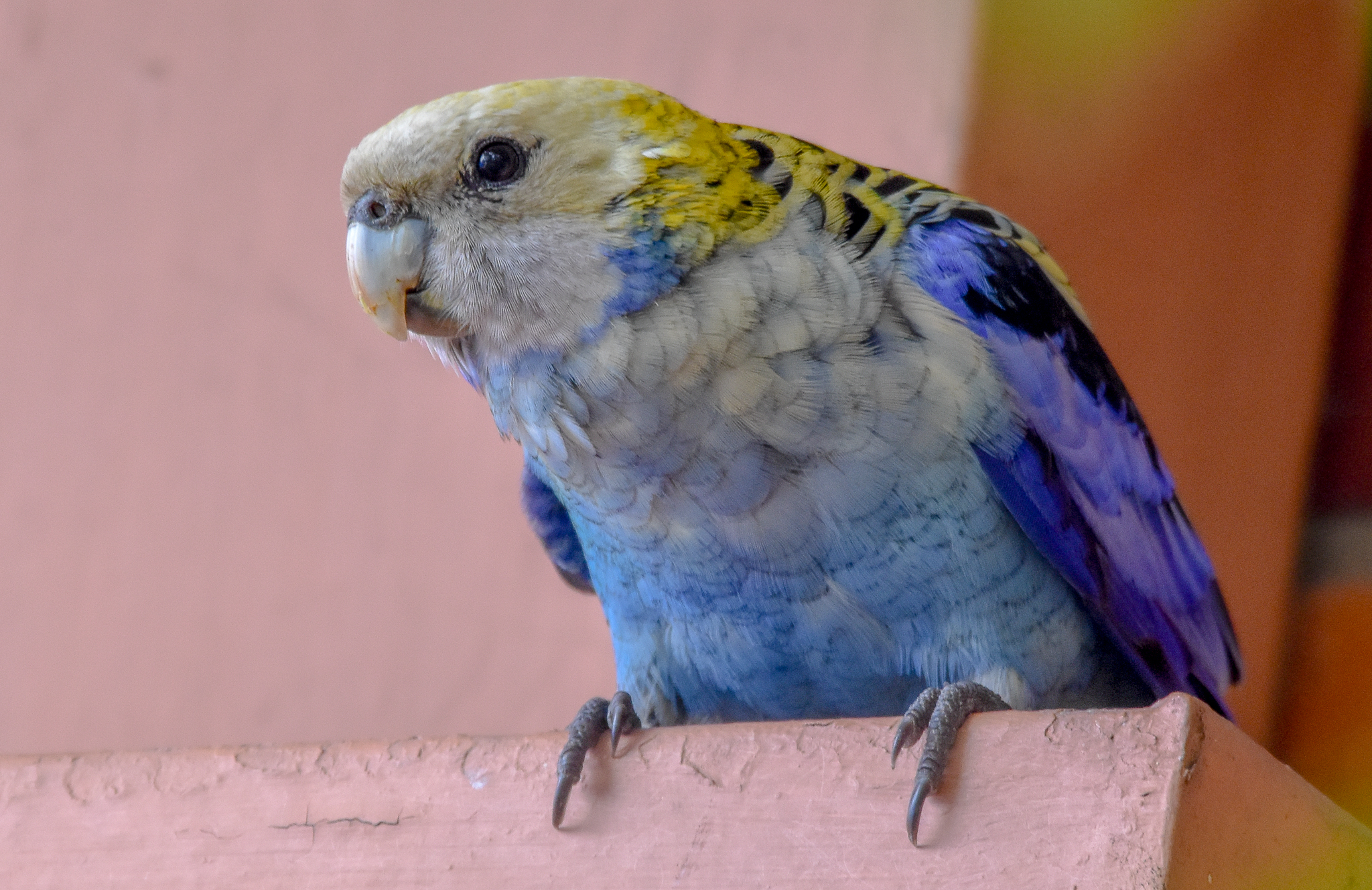 Pale-headed Rosella