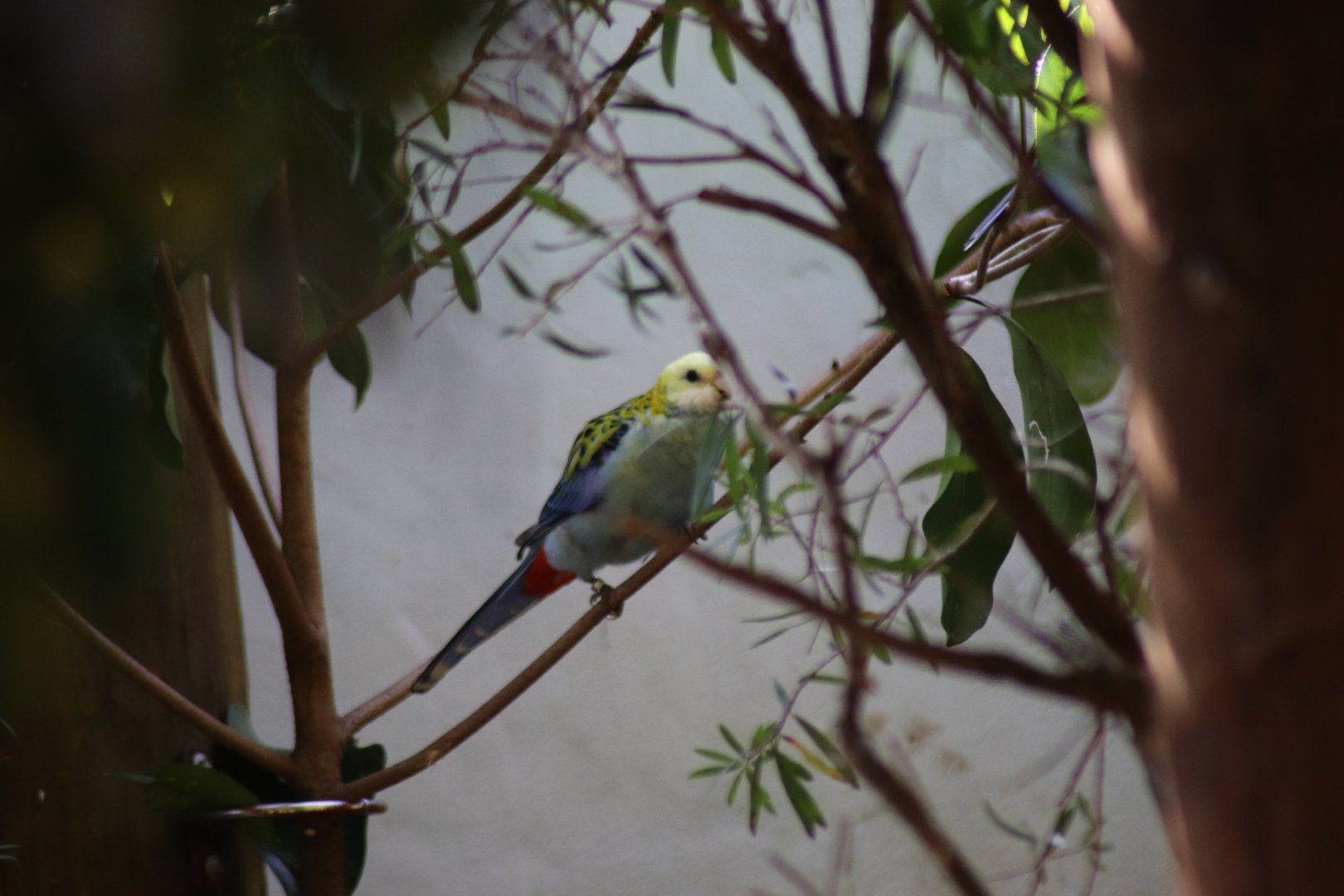 Pale-headed Rosella