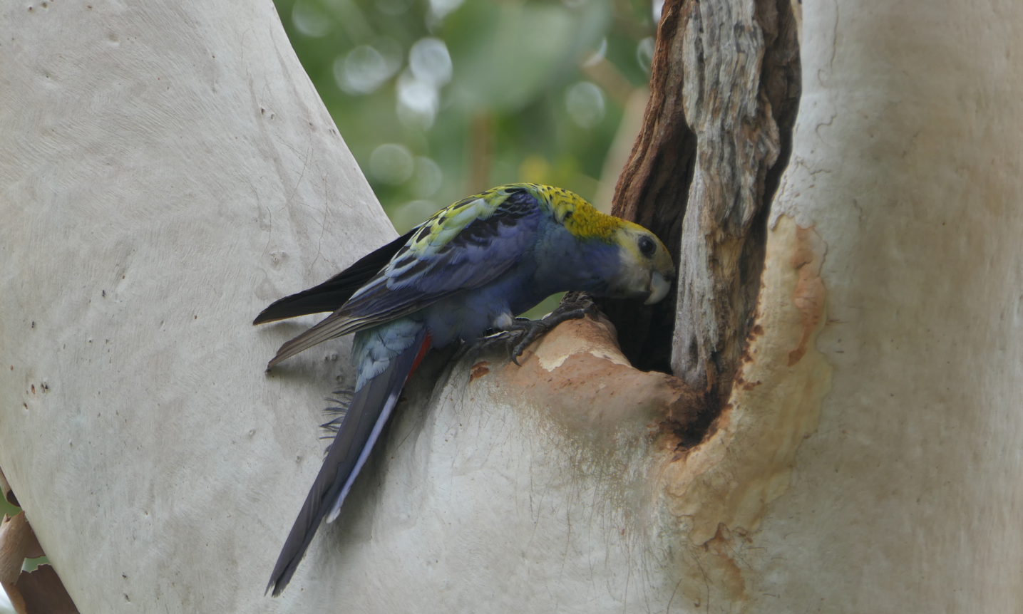Pale-headed Rosella