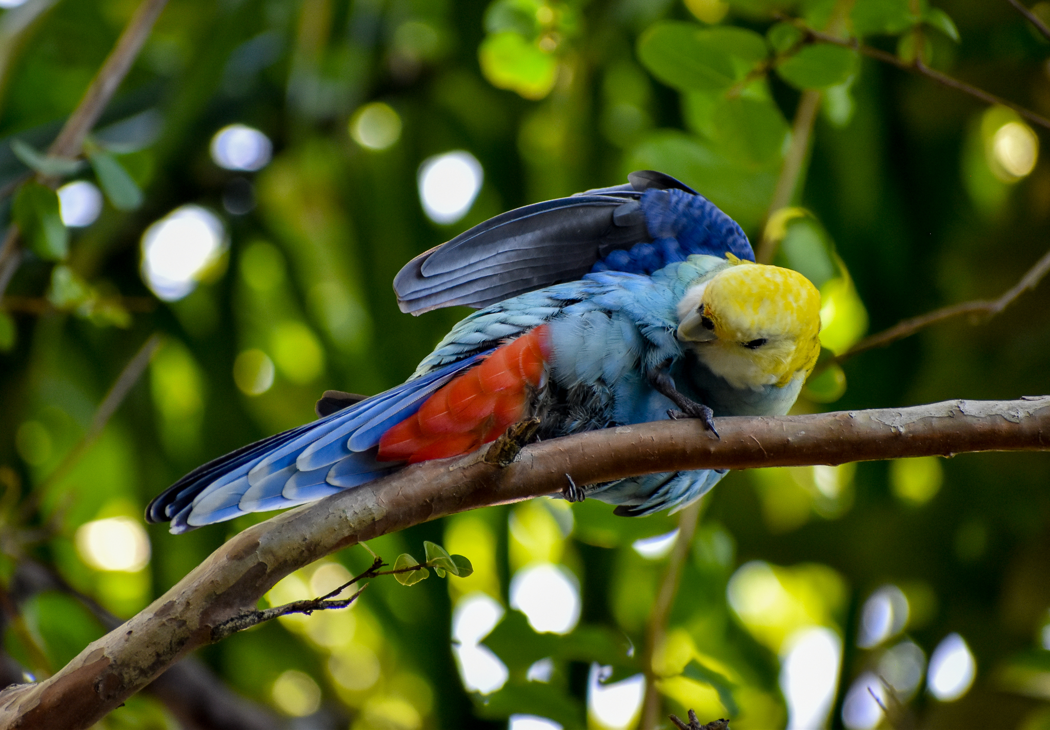 Pale-headed Rosella