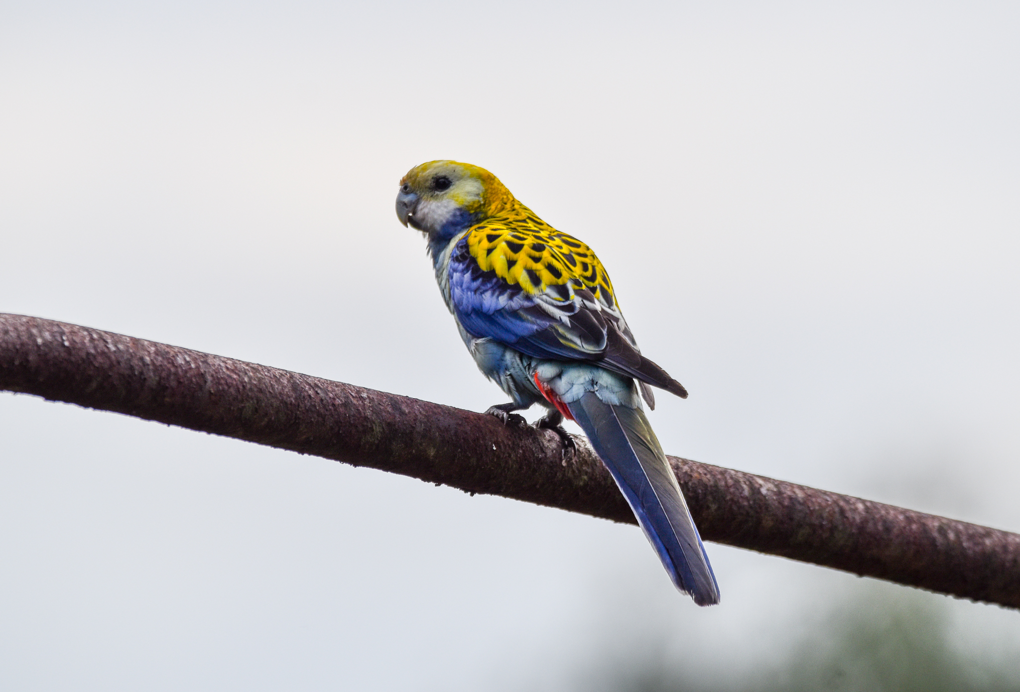 Pale-headed Rosella