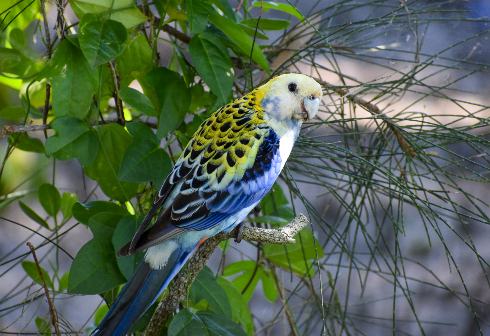 Pale-headed Rosella