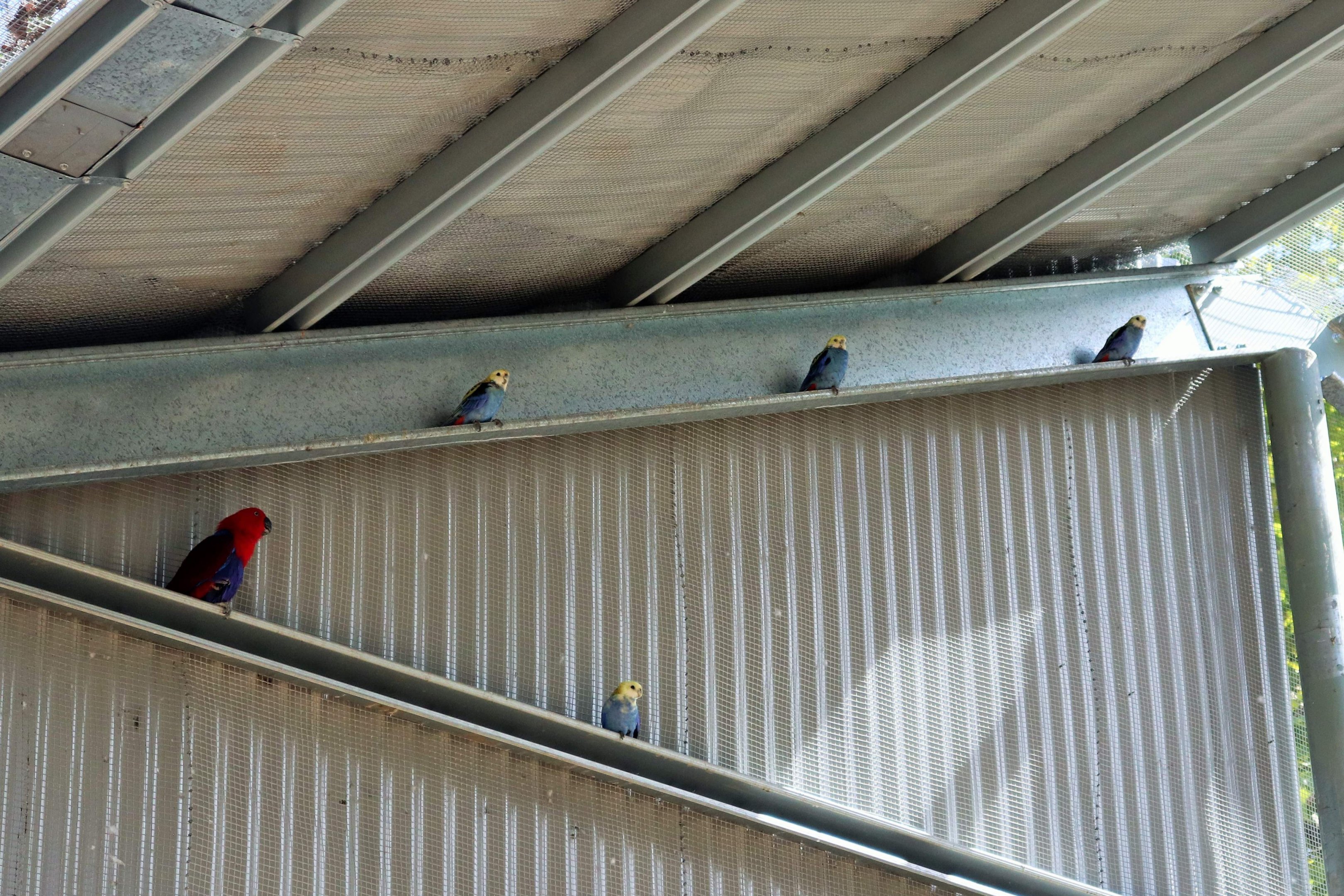 Pale-headed Rosellas (Platycercus adscitus) and Eclectus Parrot (Eclectus roratus)