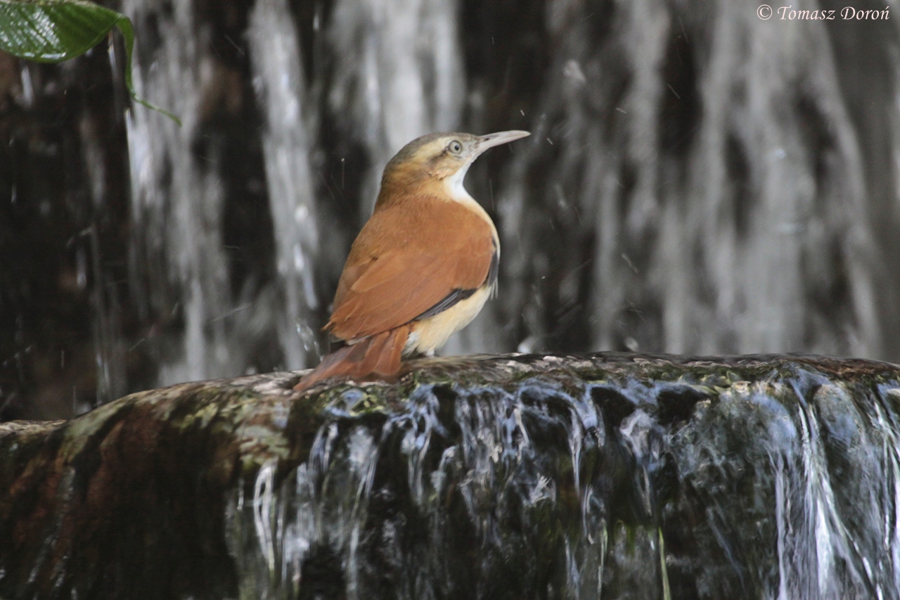 Pale-legged Hornero (Furnarius leucopus), October 2014