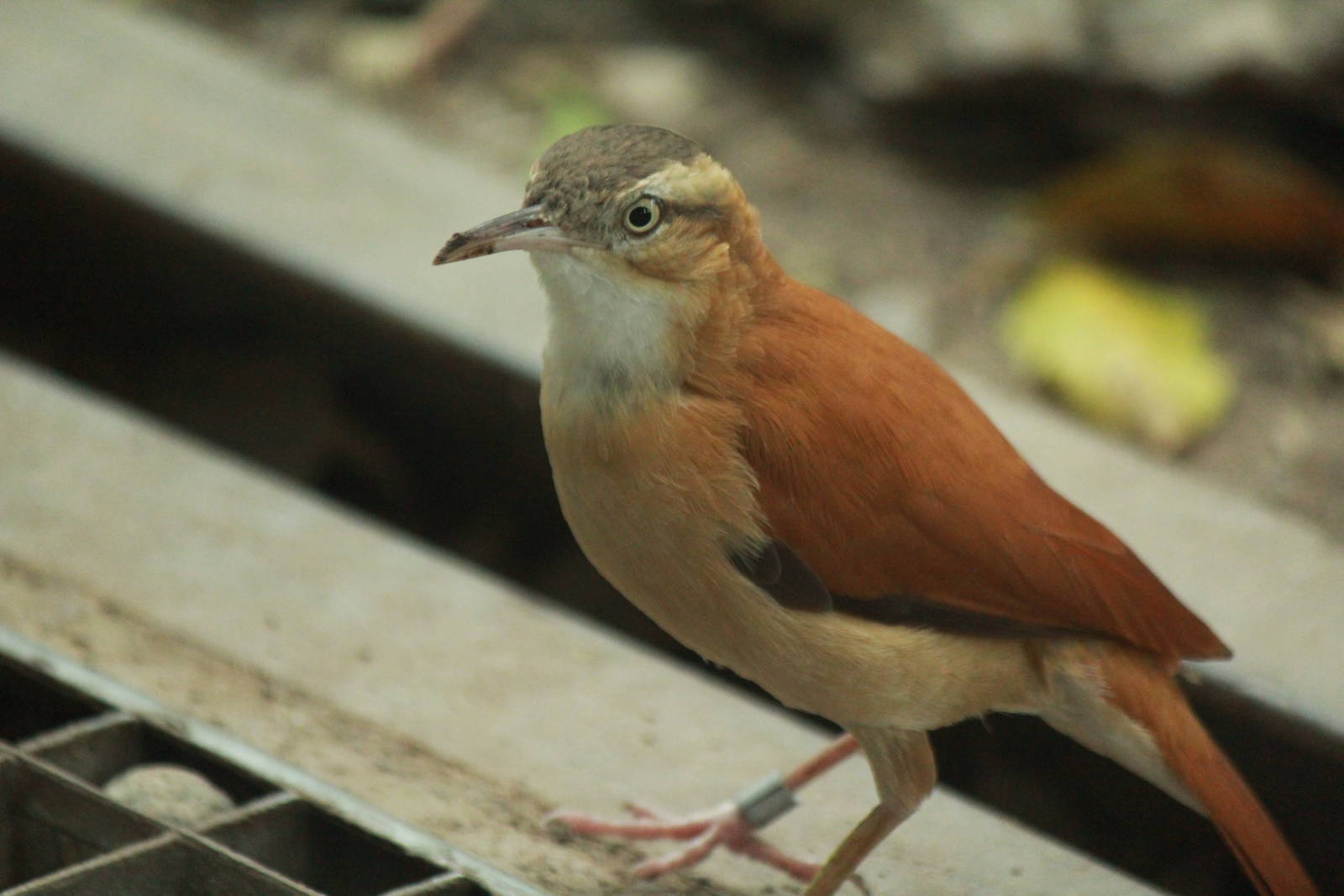 Pale-legged Hornero