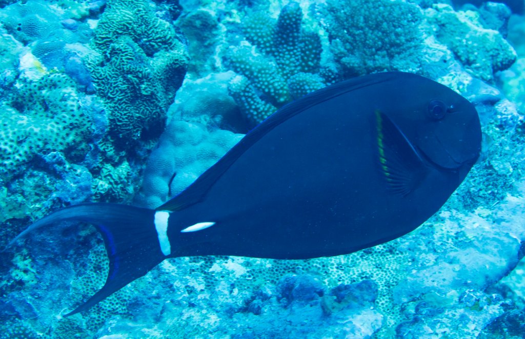 Pale-lipped Surgeonfish