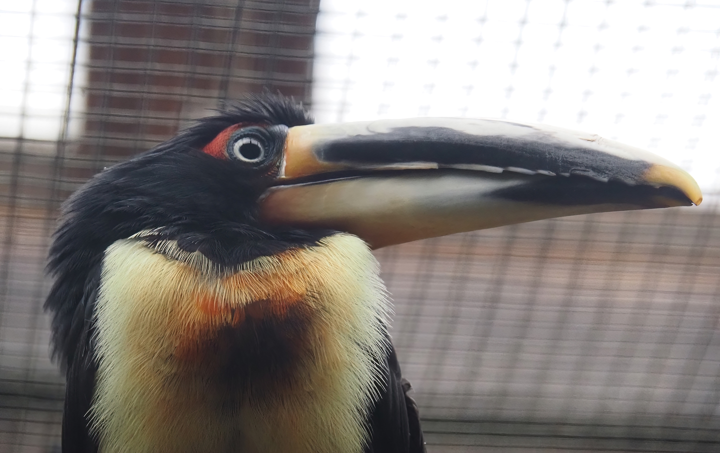 Pale-mandibled aracari (Pteroglossus erythropygius), 2024-05-22