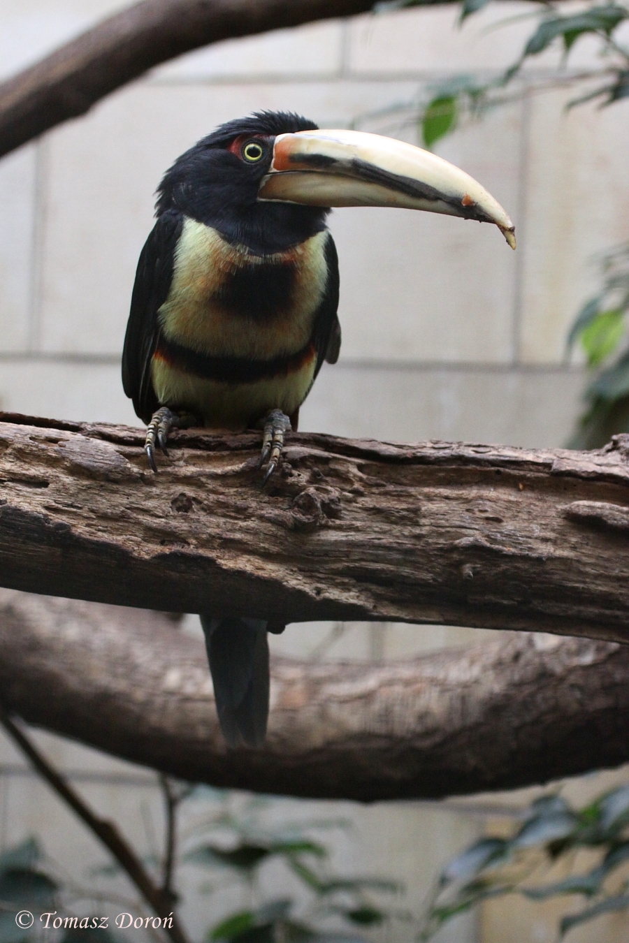 Pale-mandibled Aracari (Pteroglossus erythropygius) September 2009