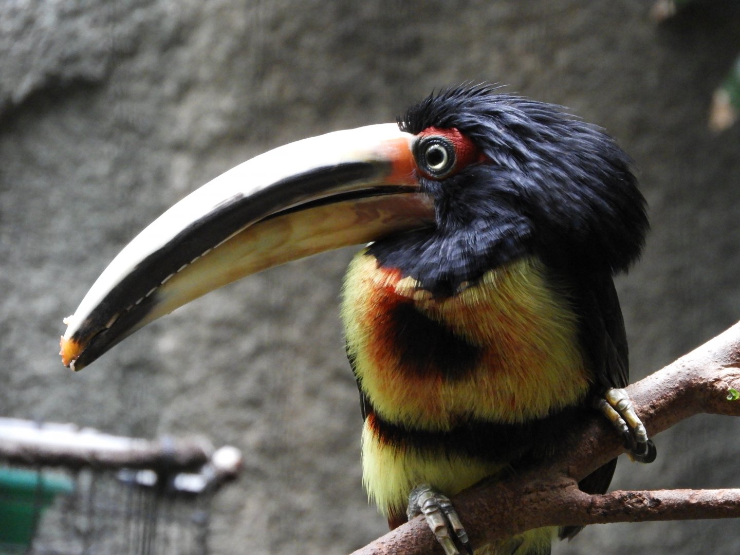 Pale-Mandibled Aracari (Pteroglossus erythropygius)