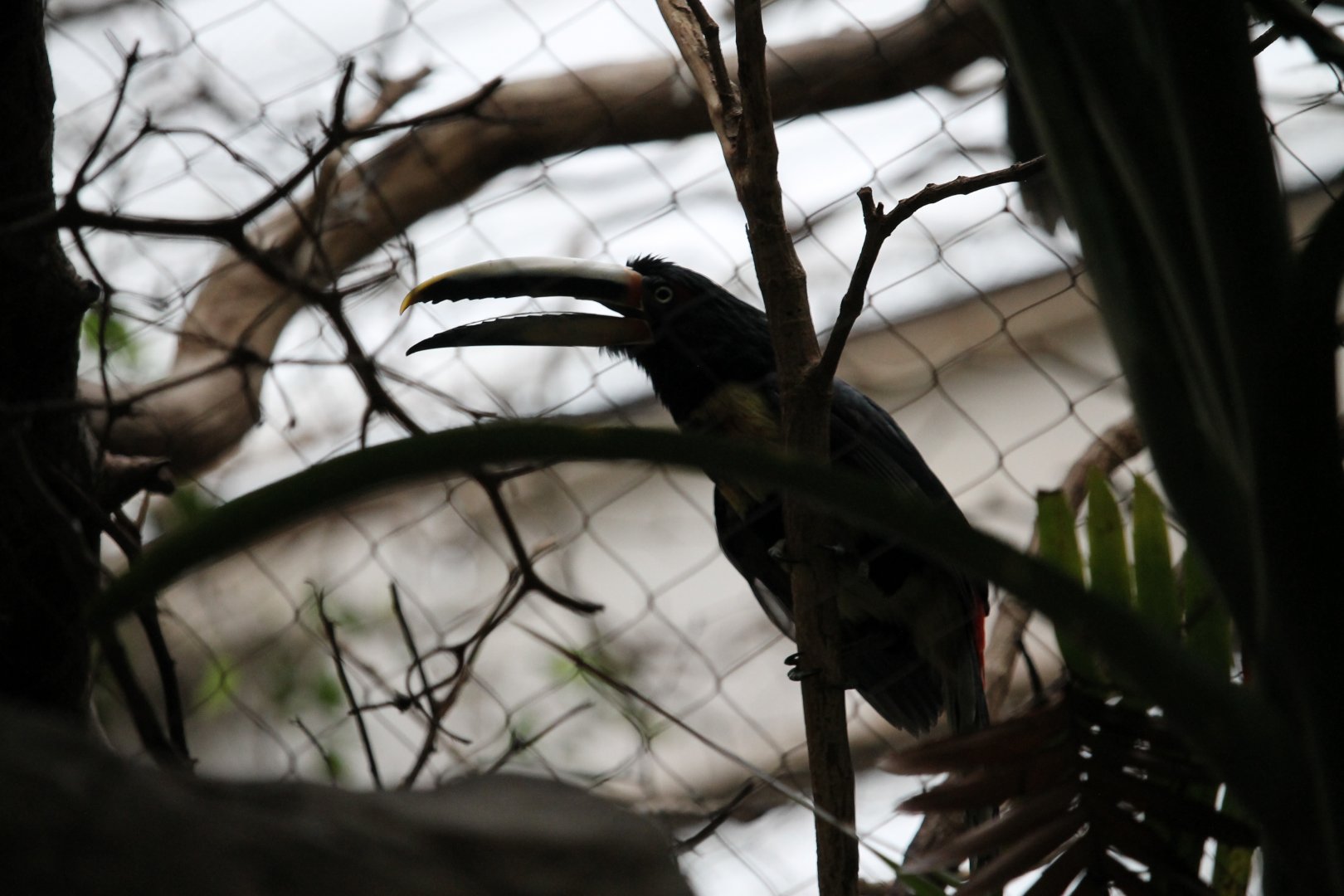 Pale-mandibled Aracari (Pteroglossus torquatus erythropygius)