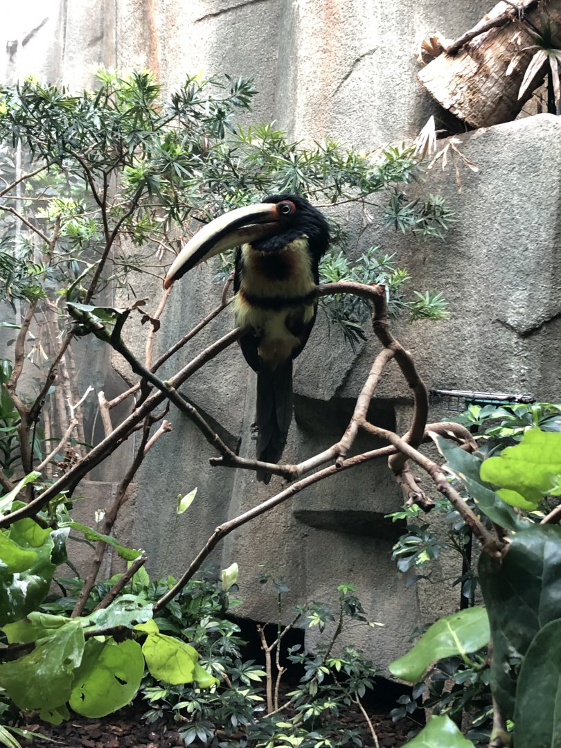 Pale-Mandibled Aracari