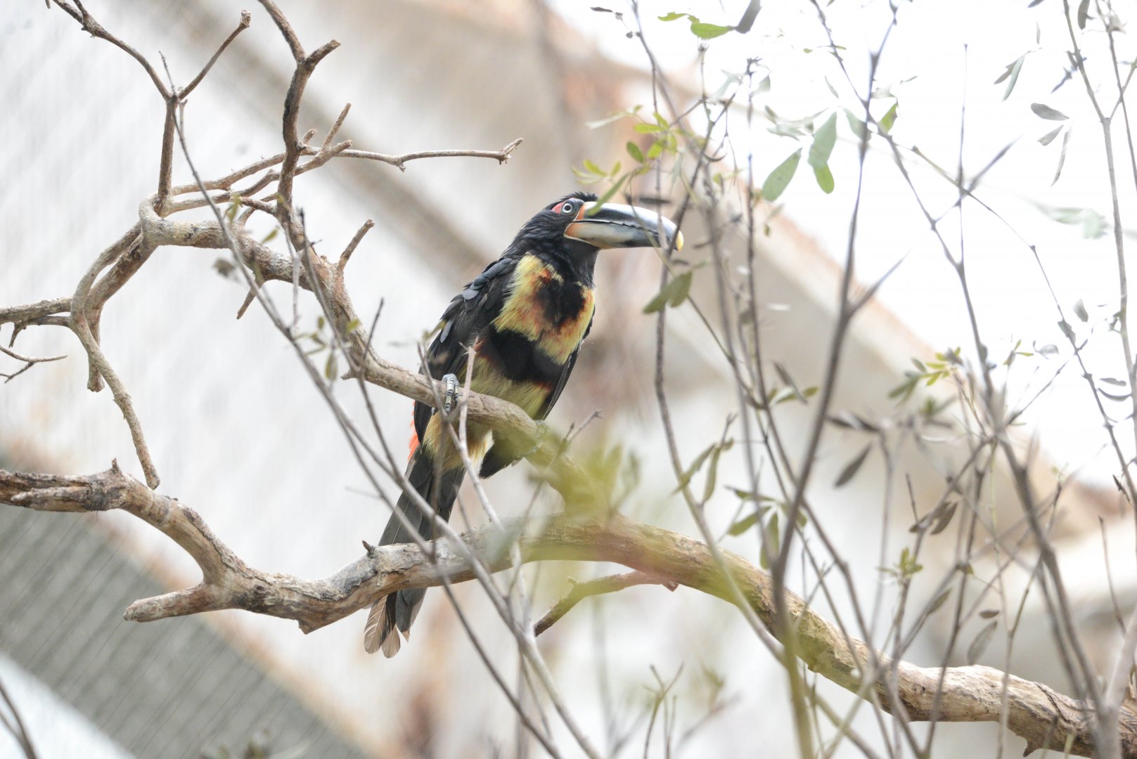 Pale-mandibled Aracari