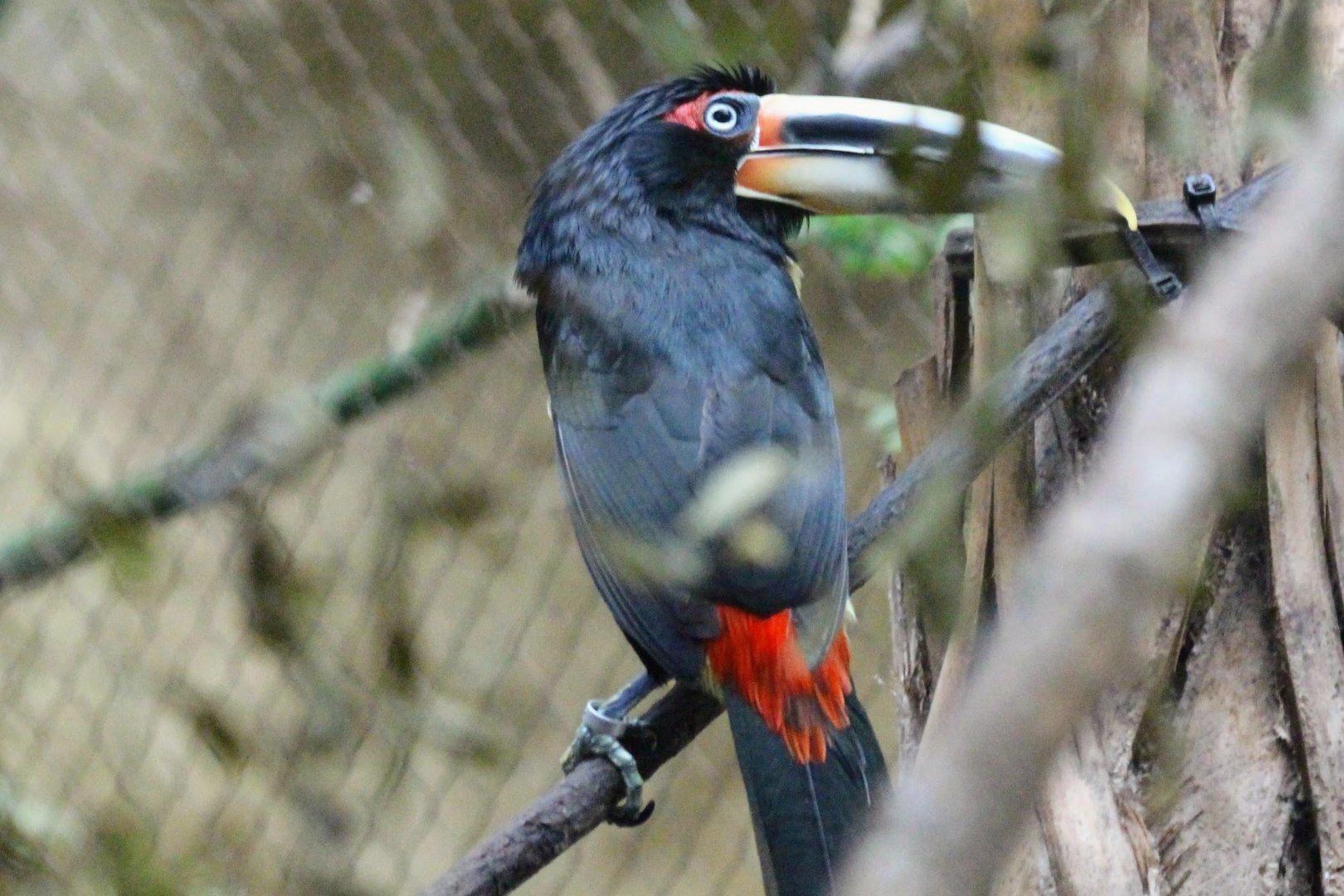Pale-mandibled Aracari