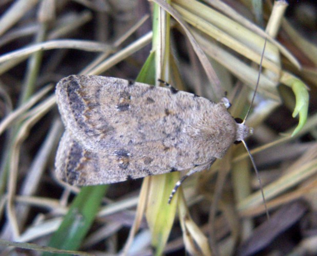 Pale Mottled Willow (Caradrina clavipalpis)