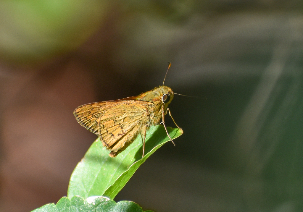 Pale-orange Darter, Telicota colon