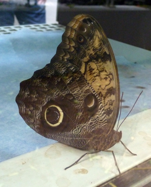 Pale owl butterfly (Caligo memnon)