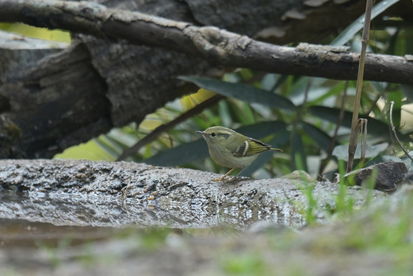 Pale-rumped Warbler Phylloscopus chloronotus