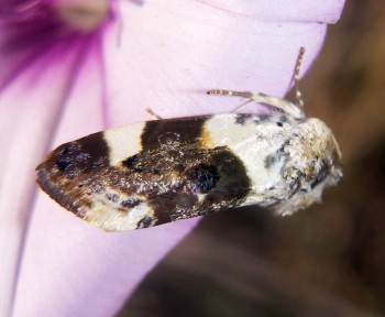 Pale Shoulder (Acontia lucida)