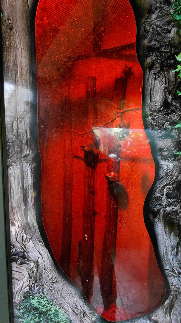 Pale spear-nosed bat exhibit