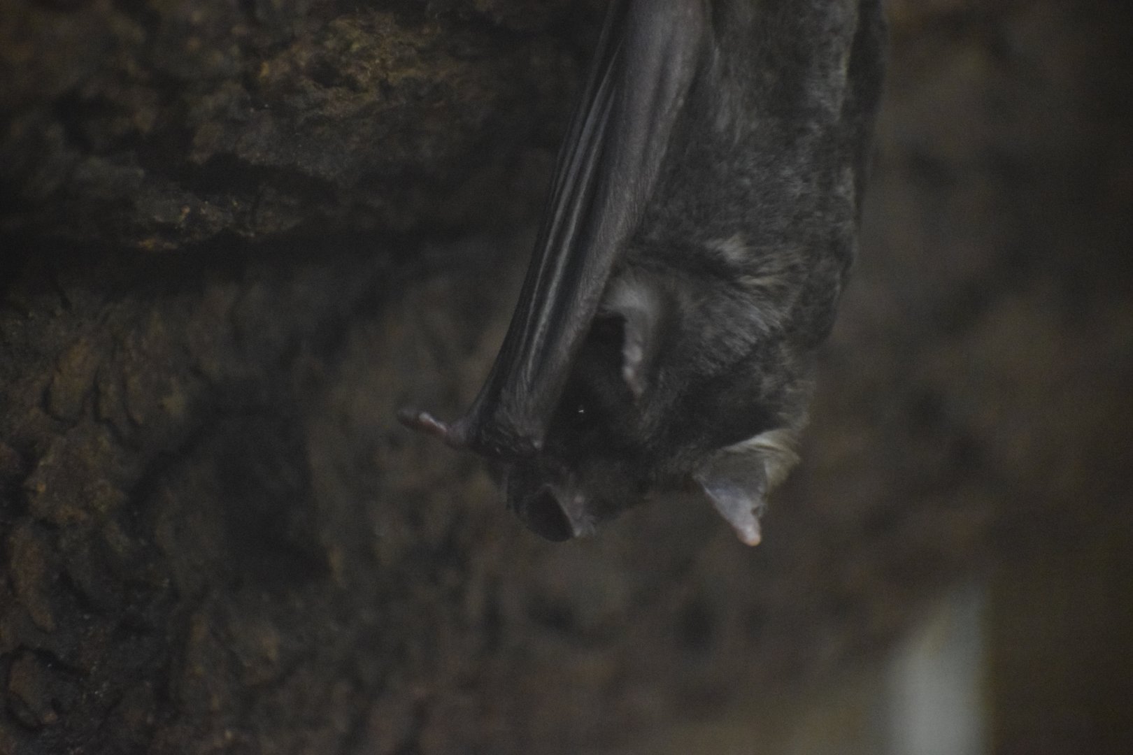 Pale spear-nosed bat - October 2023