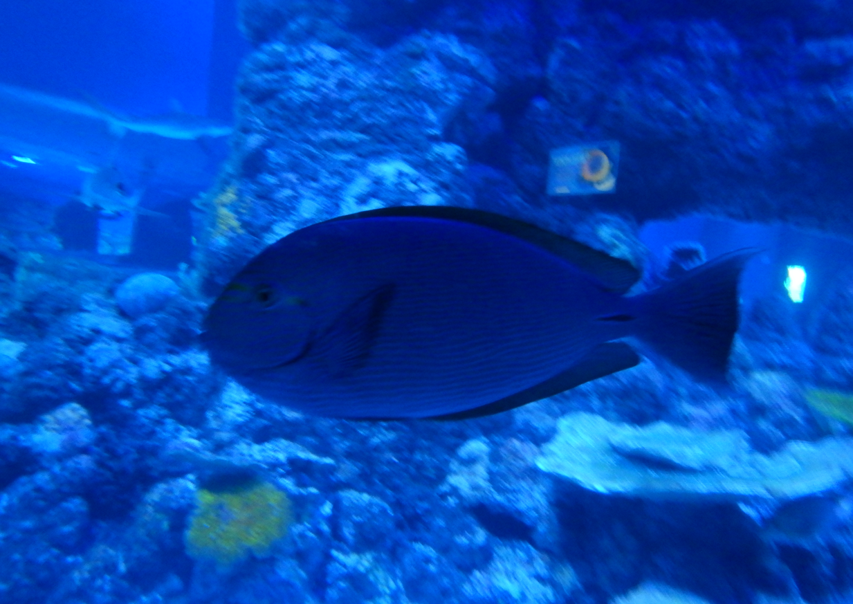 Pale Surgeonfish