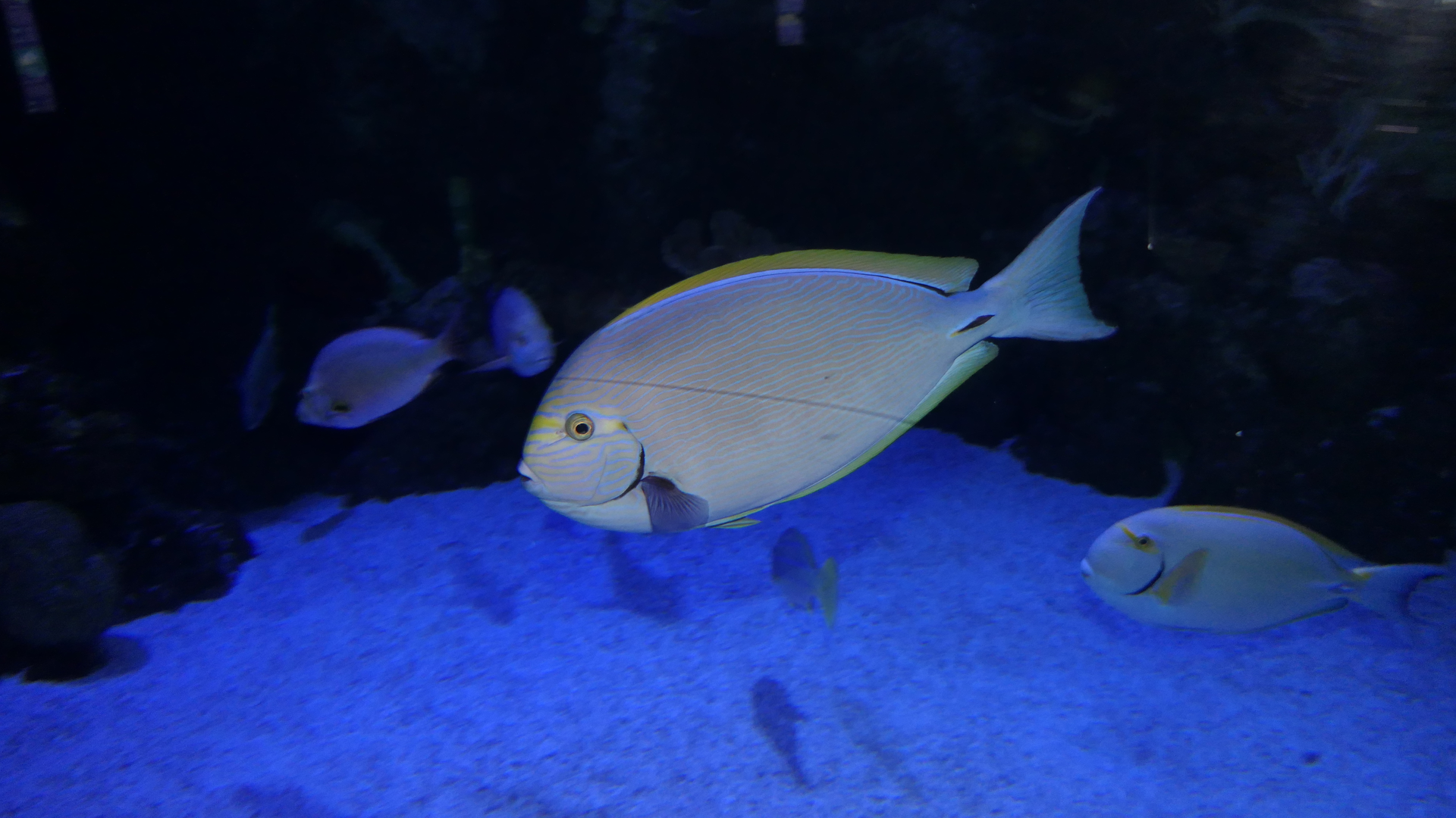 Pale Surgeonfish