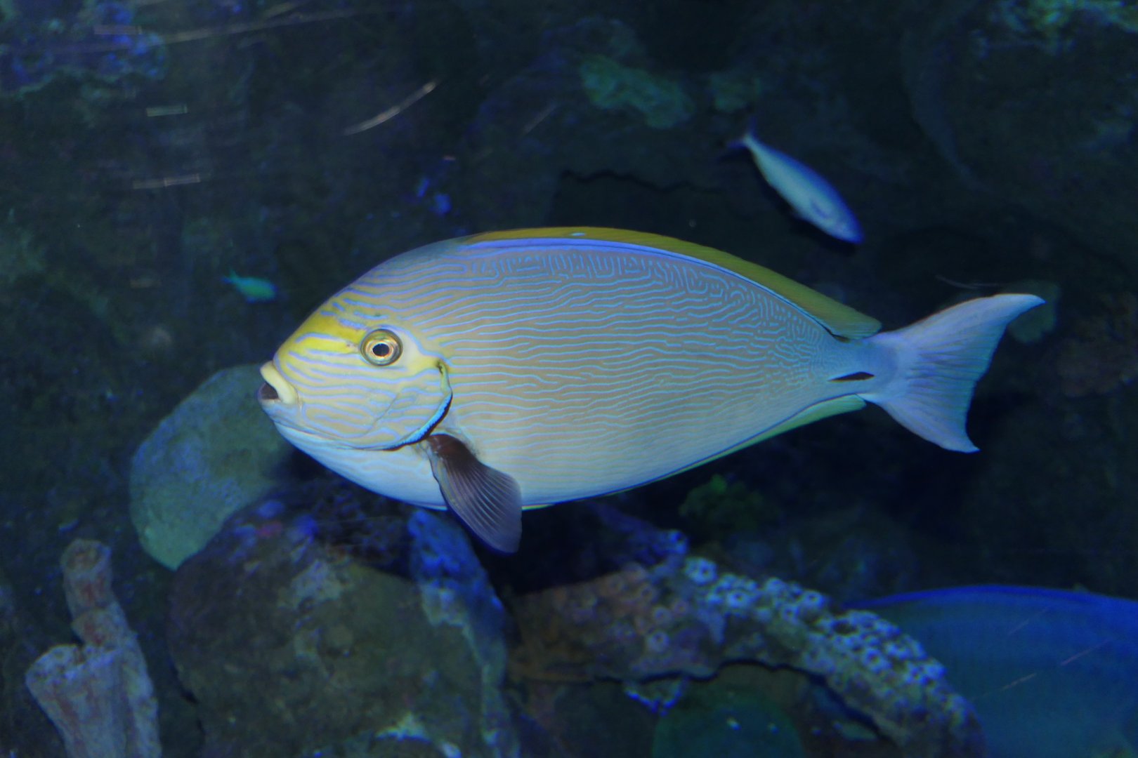 Pale Surgeonfish