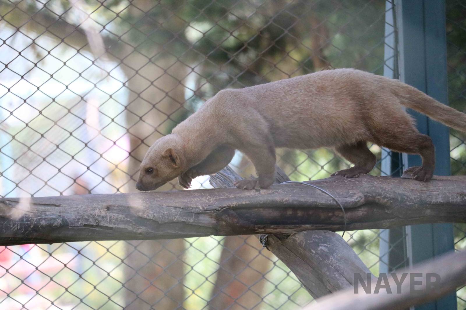 Pale tayra, March 2016
