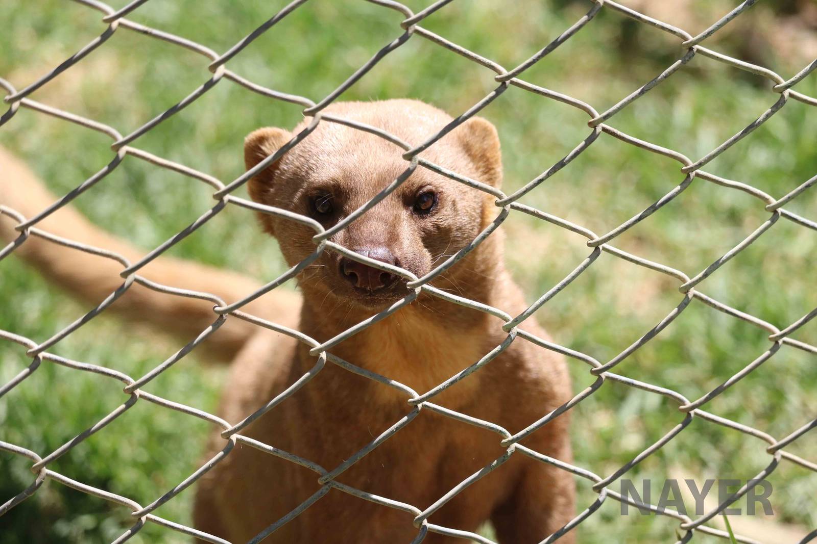 Pale tayra, March 2016