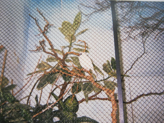 Pale-throated Bell-Bird London Zoo 1990.