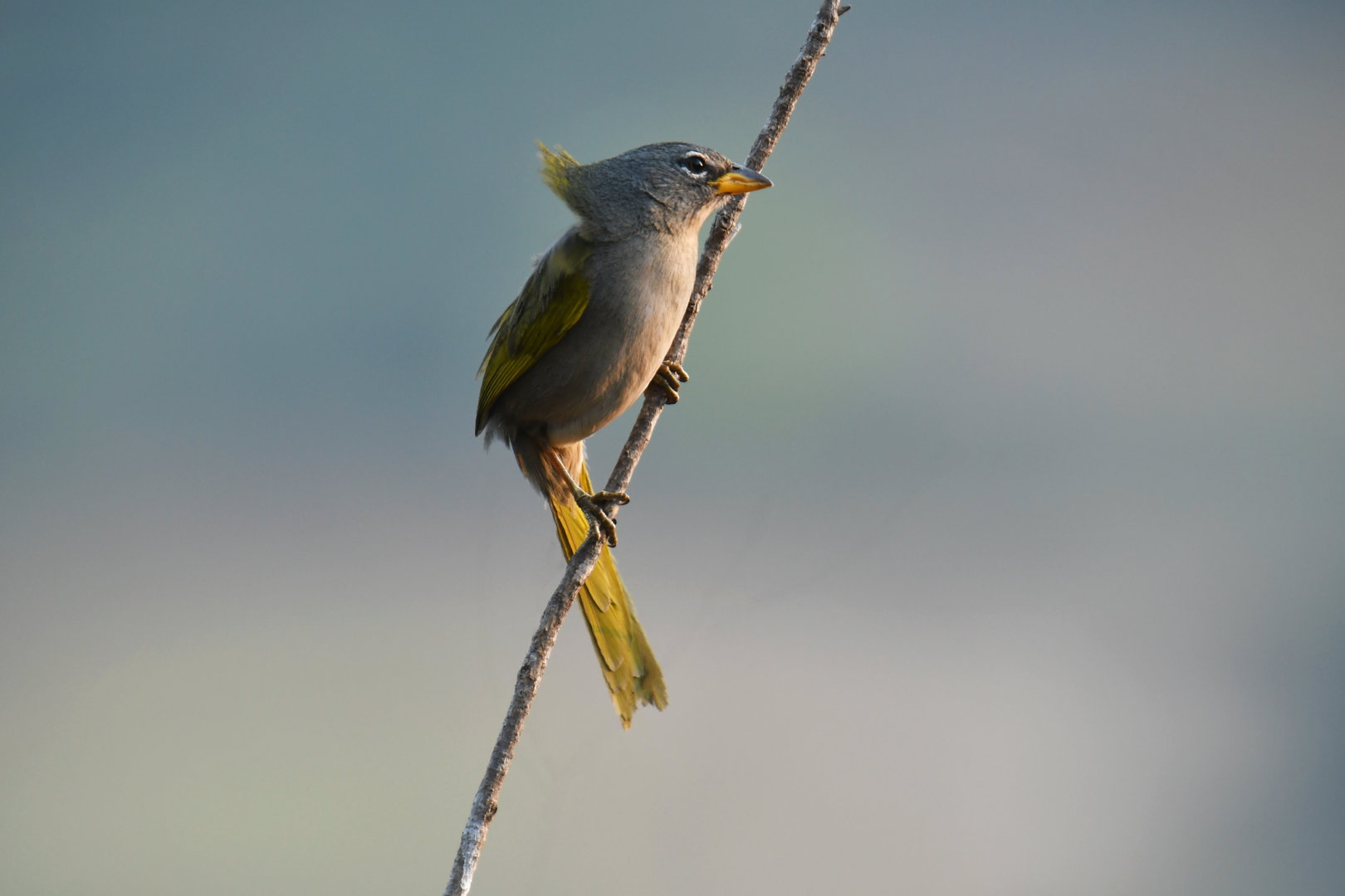Pale-throated Pampa-Finch Embernagra longicauda
