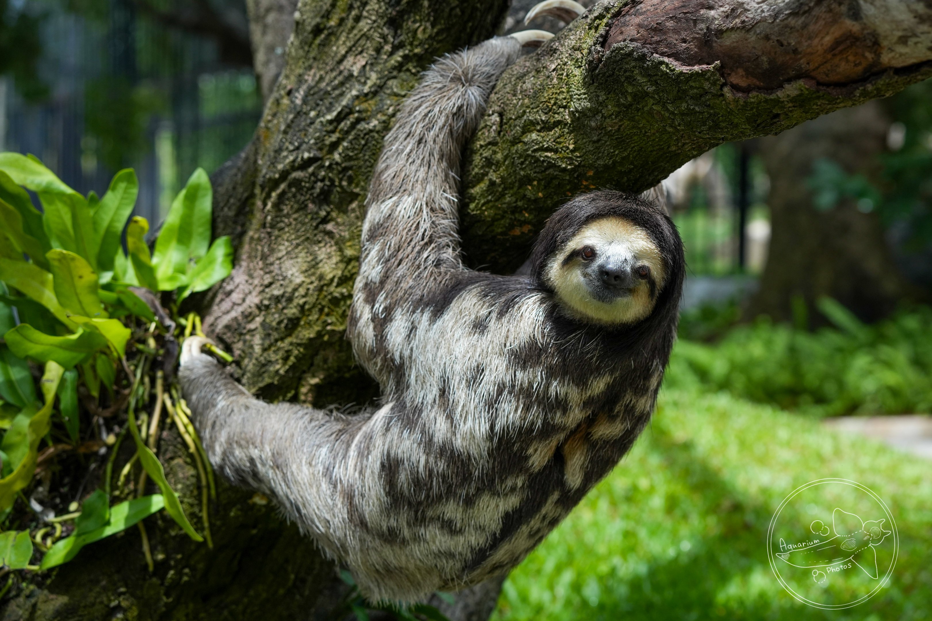 Pale-throated sloth (Bradypus tridactylus)