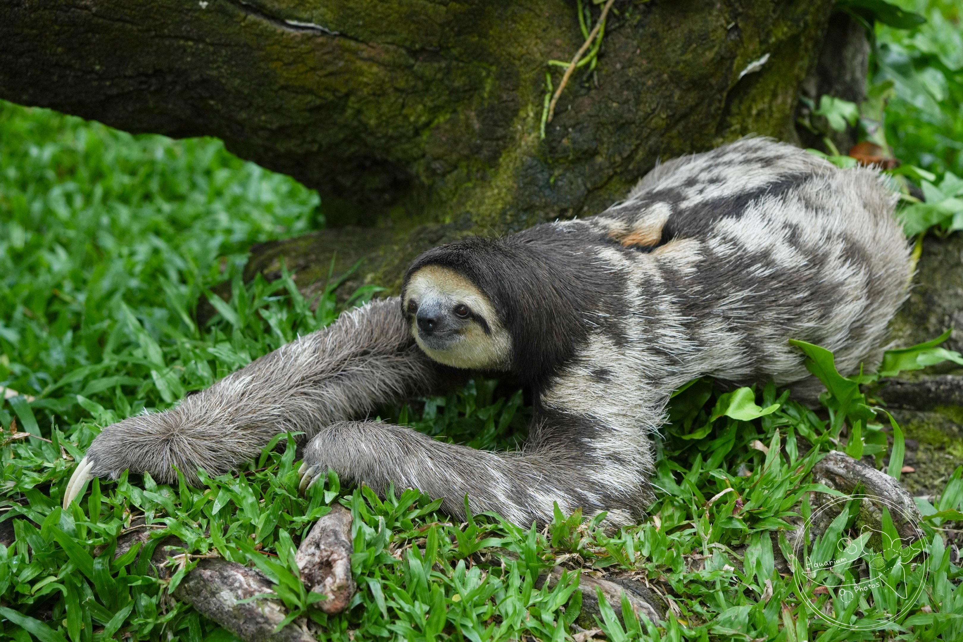 Pale-throated sloth (Bradypus tridactylus)
