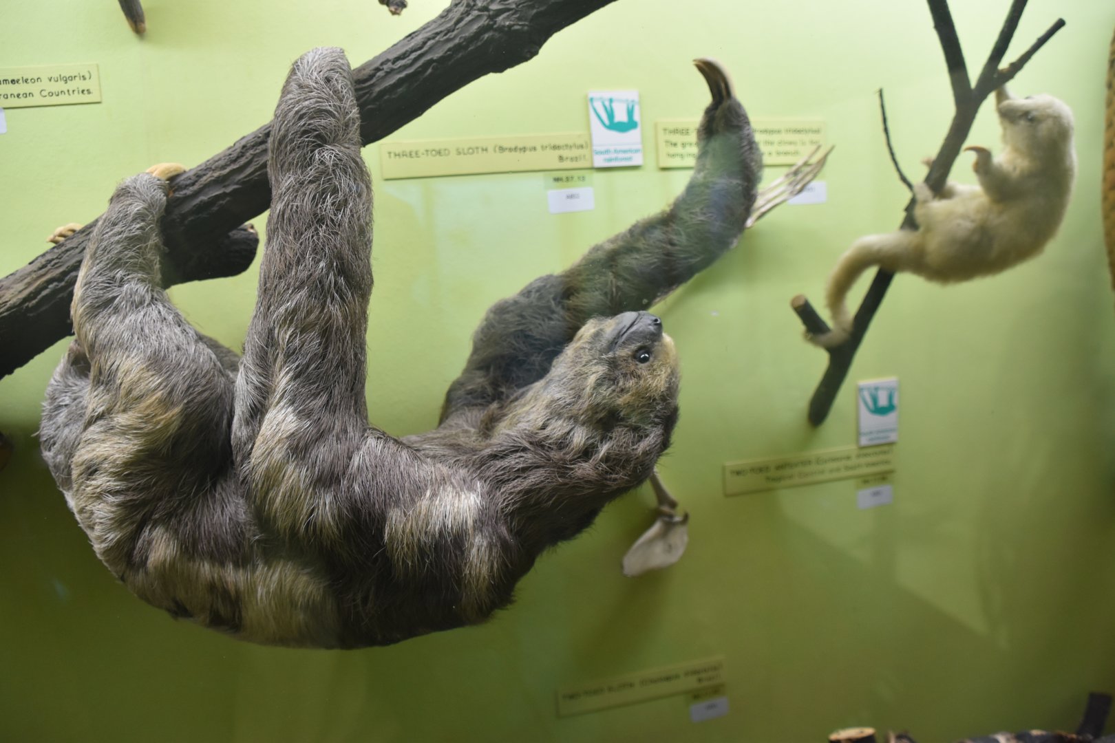 Pale-throated three-toed sloth