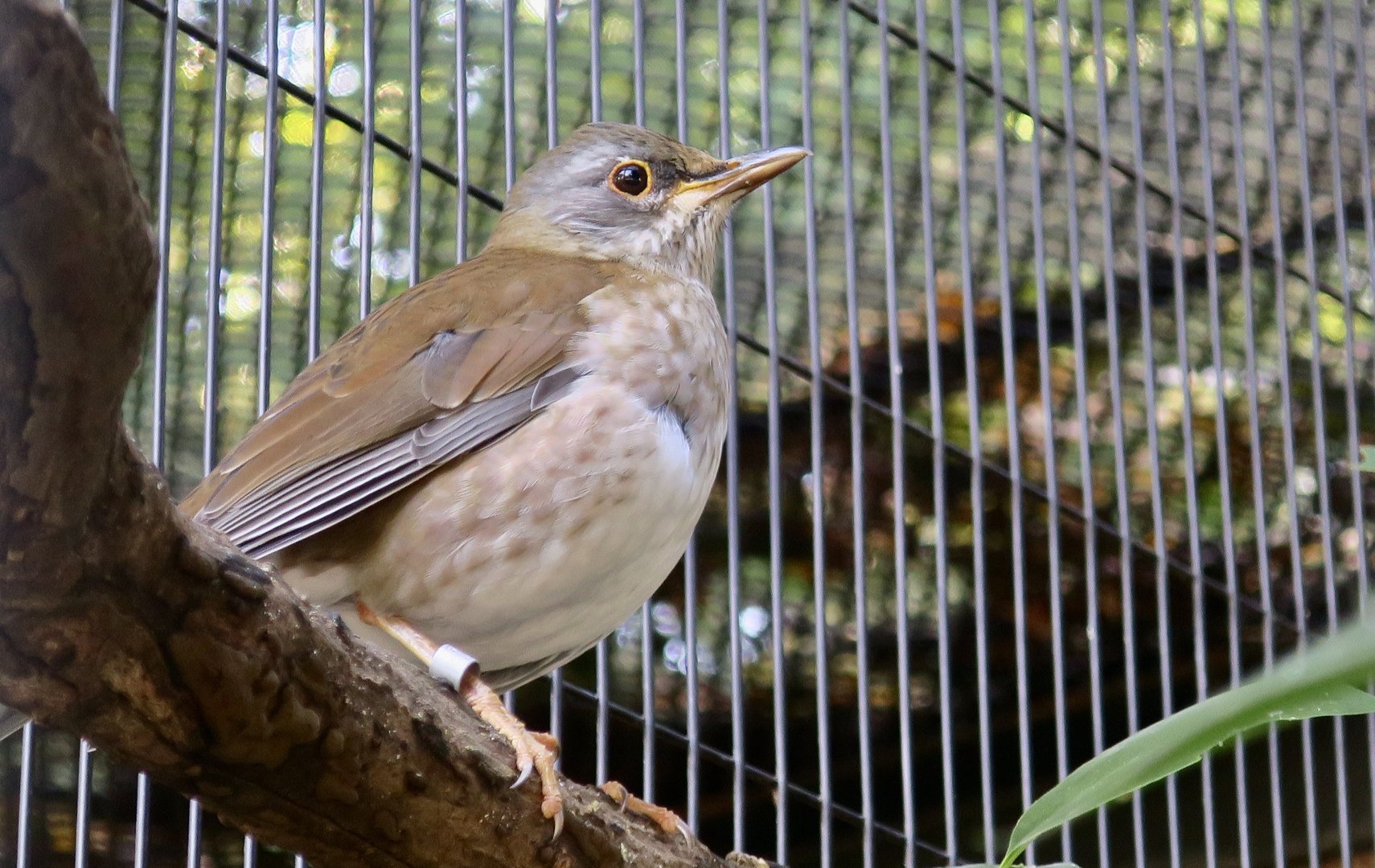 Pale Thrush (Turdus pallidus)