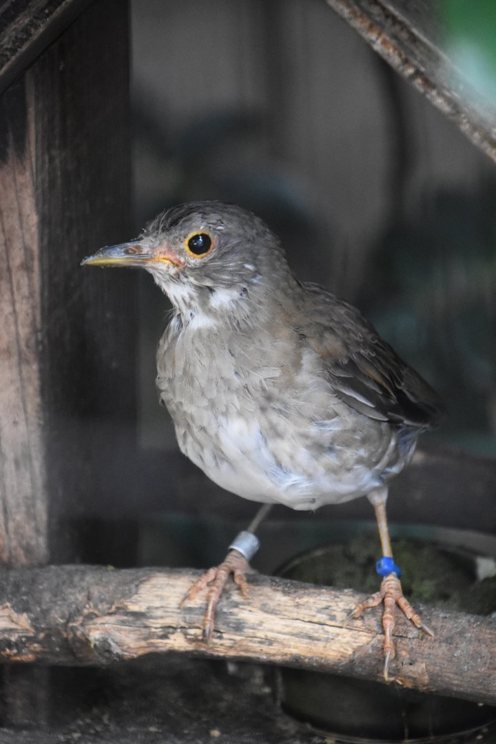 Pale thrush (Turdus pallidus)