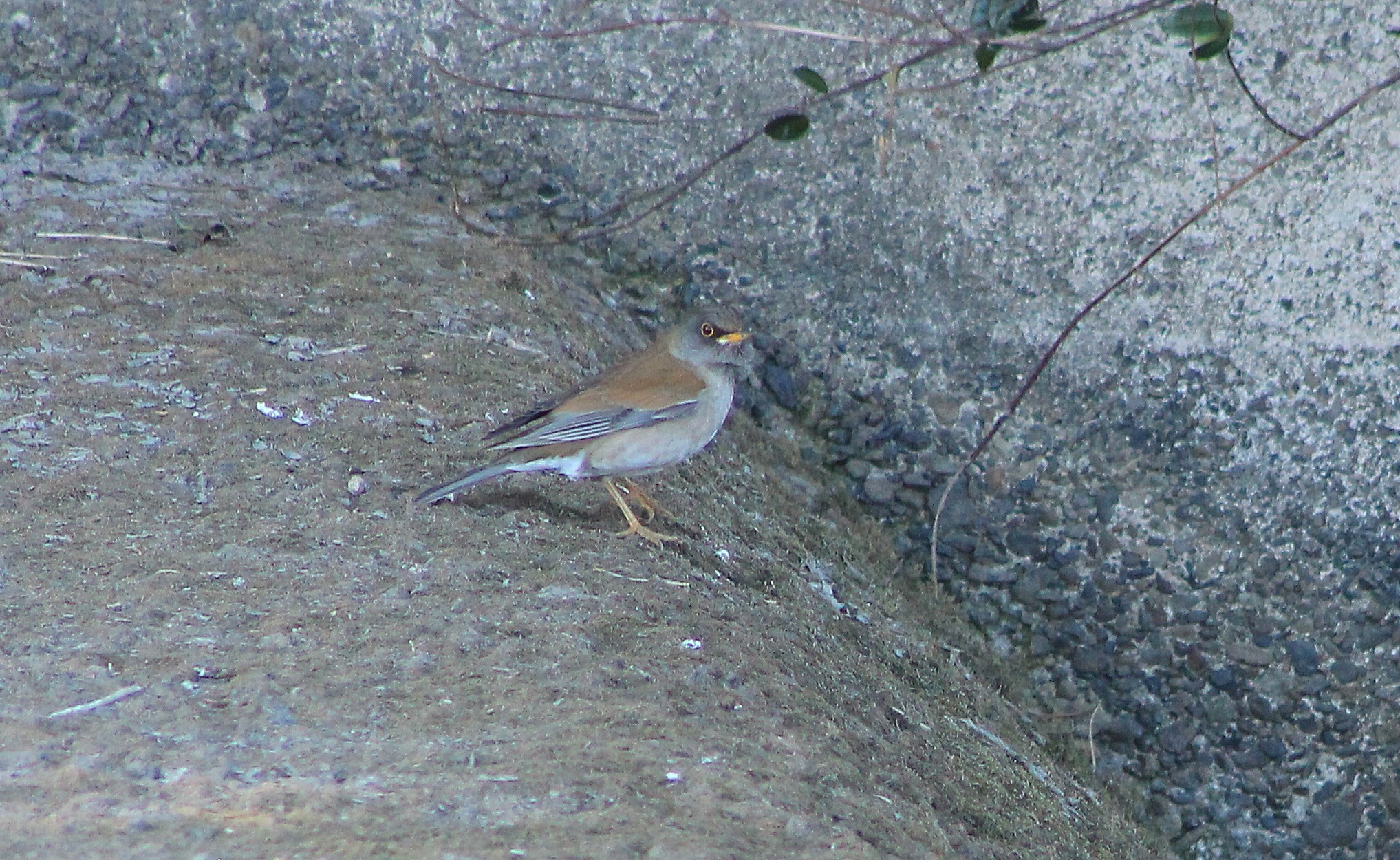 Pale Thrush (Turdus pallidus)