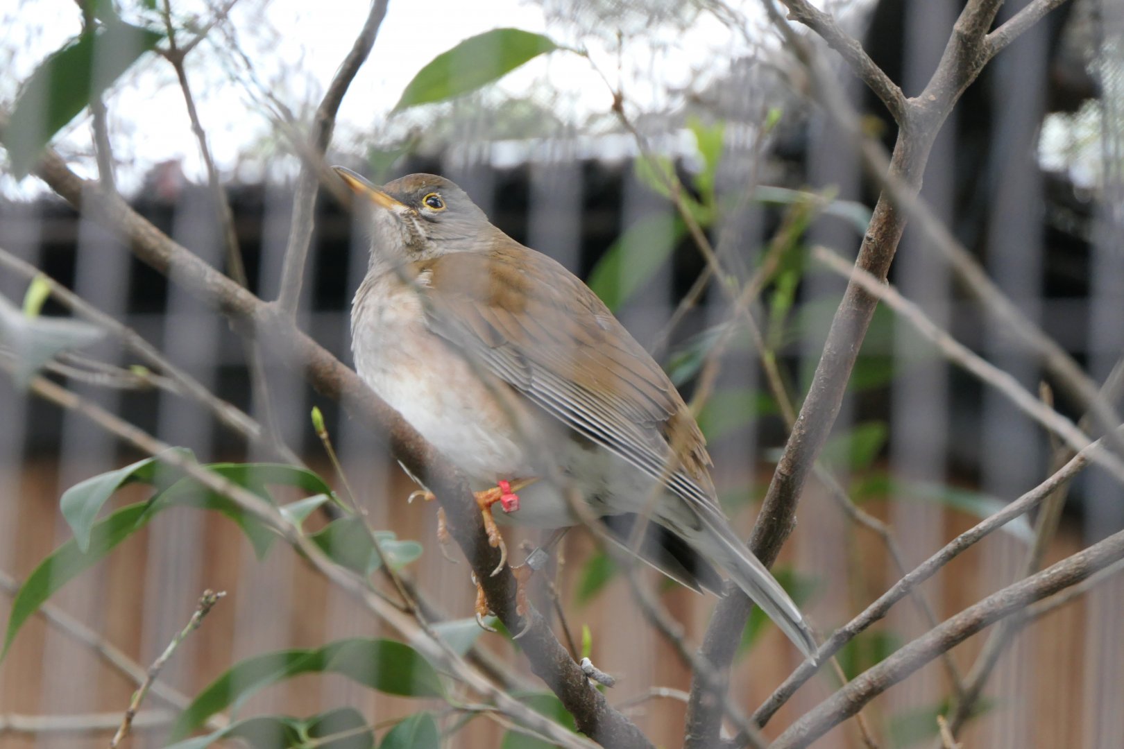 Pale Thrush (Turdus pallidus)