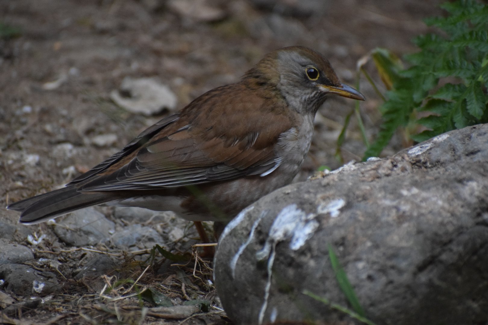 Pale trush - Toyohashi Zoo