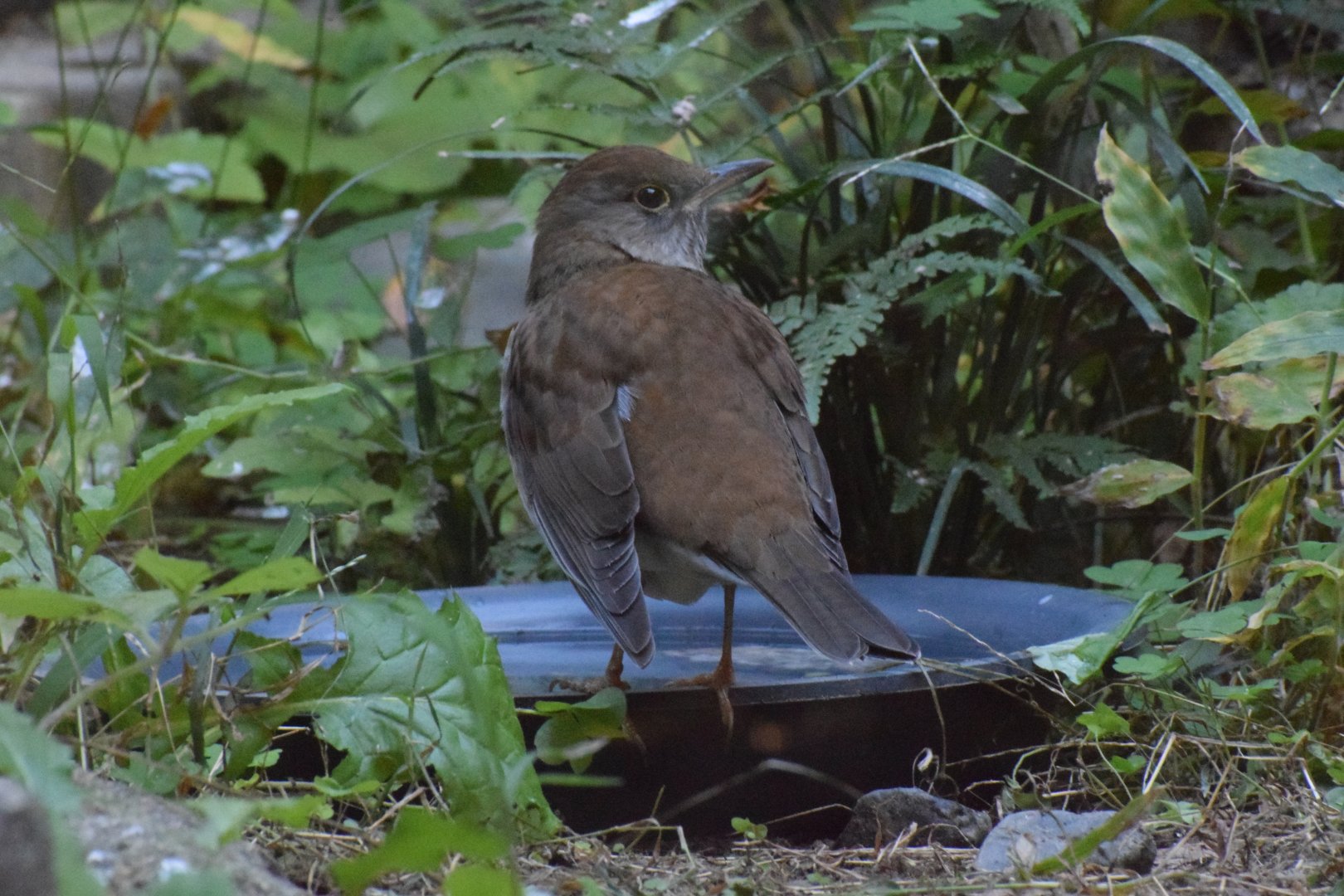 Pale trush - Toyohashi Zoo