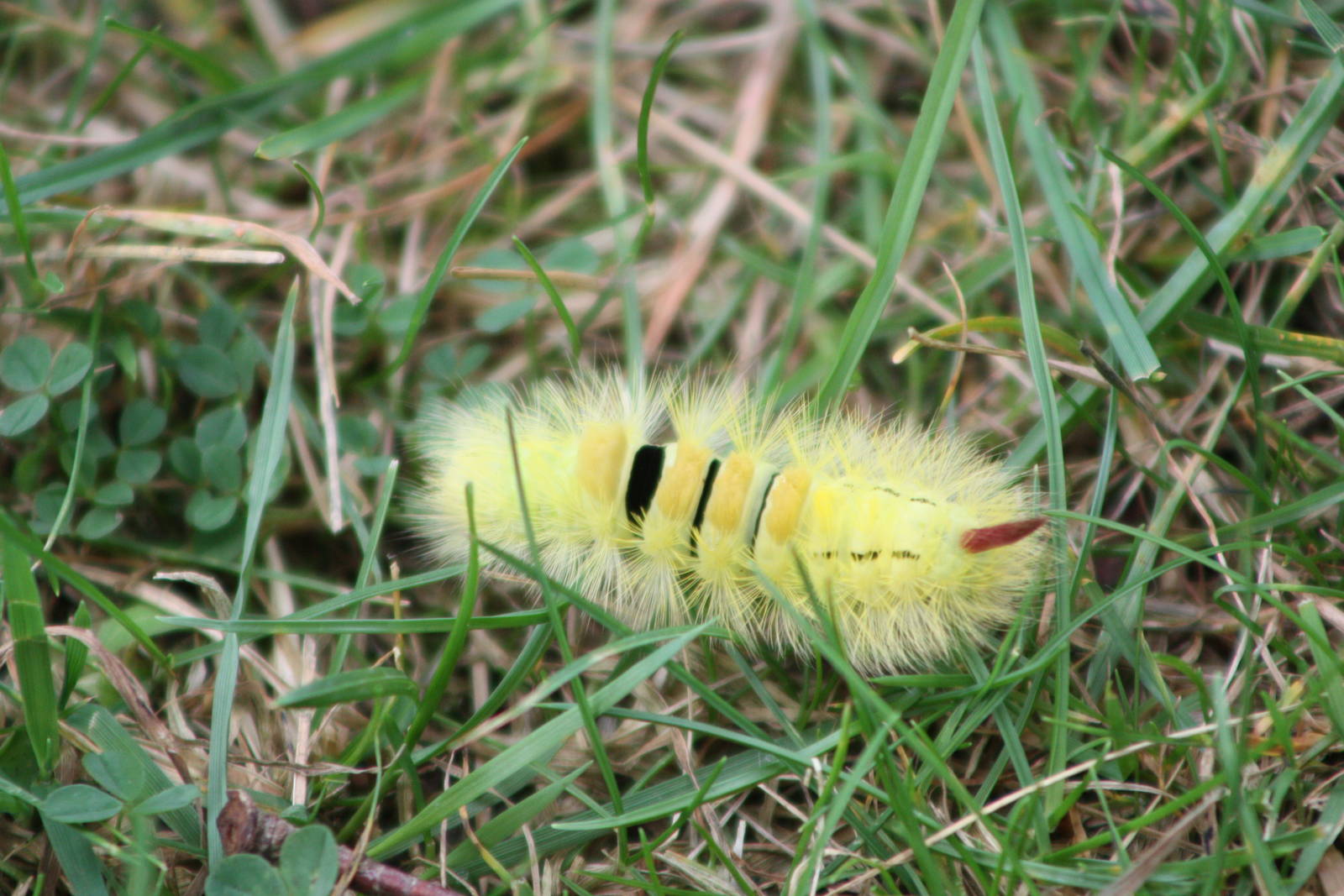 Pale Tussock Moth caterpillar near my picnic spot, 30th September 2014