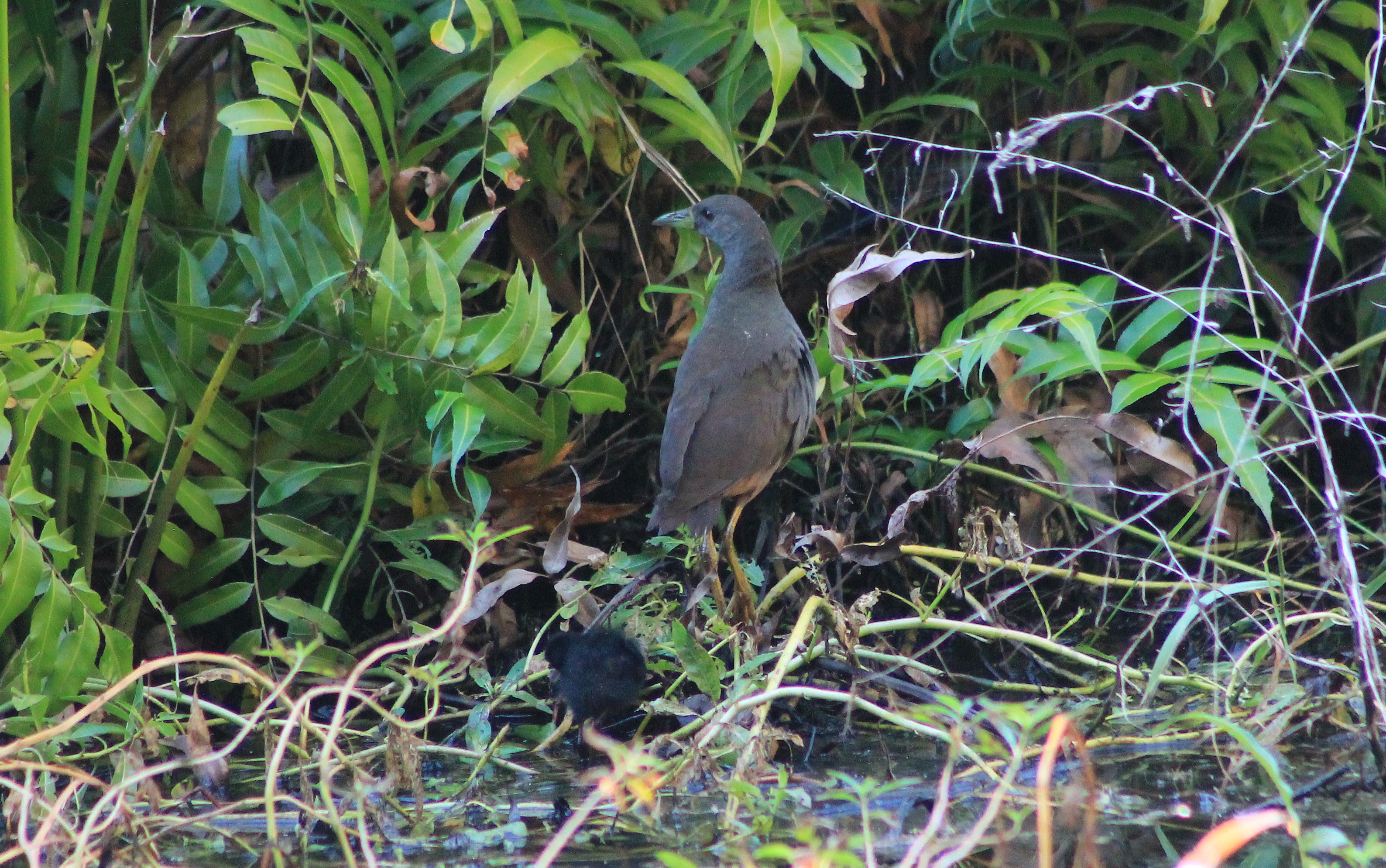 Pale-vented Bush-Hen (Amaurornis moluccana) and chick