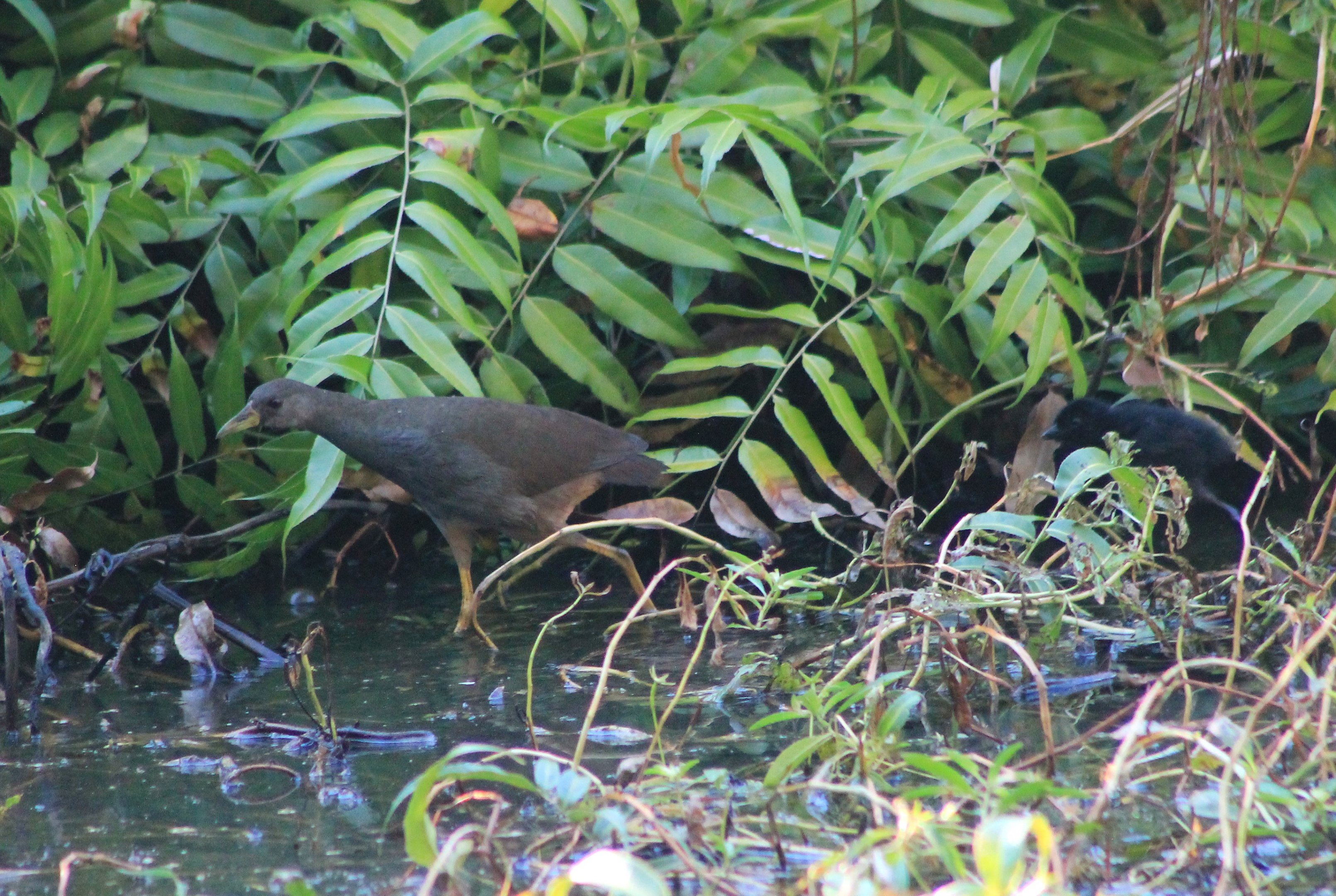 Pale-vented Bush-Hen (Amaurornis moluccana) and chick