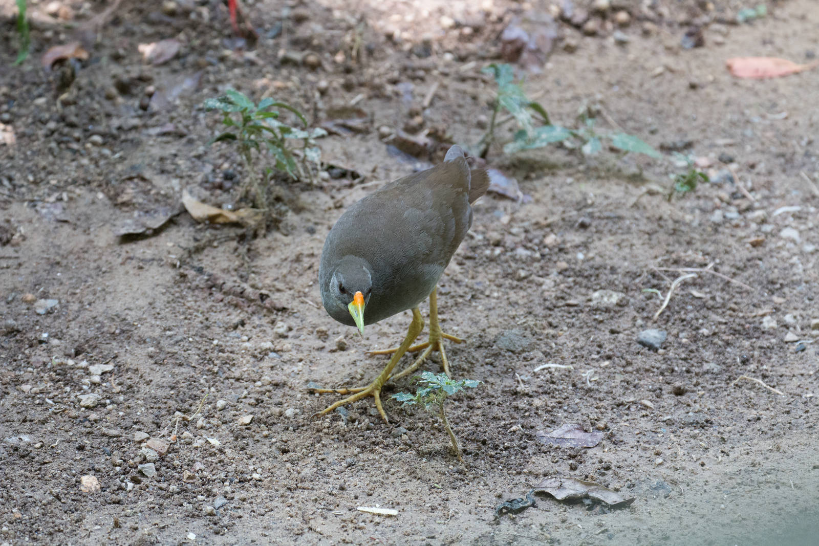 Pale-vented Bush-hen