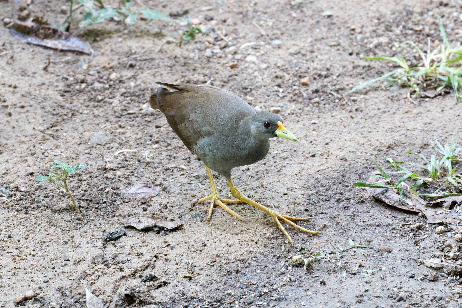 Pale-vented Bush-hen
